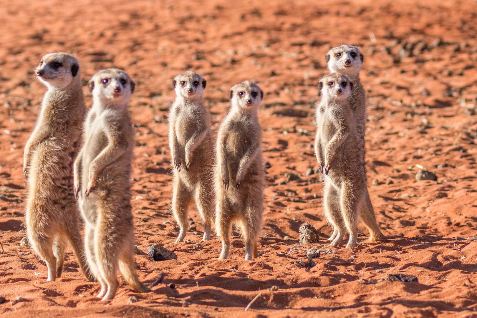 Eine Gruppe Erdmännchen steht im Sand und schaut in die Kamera