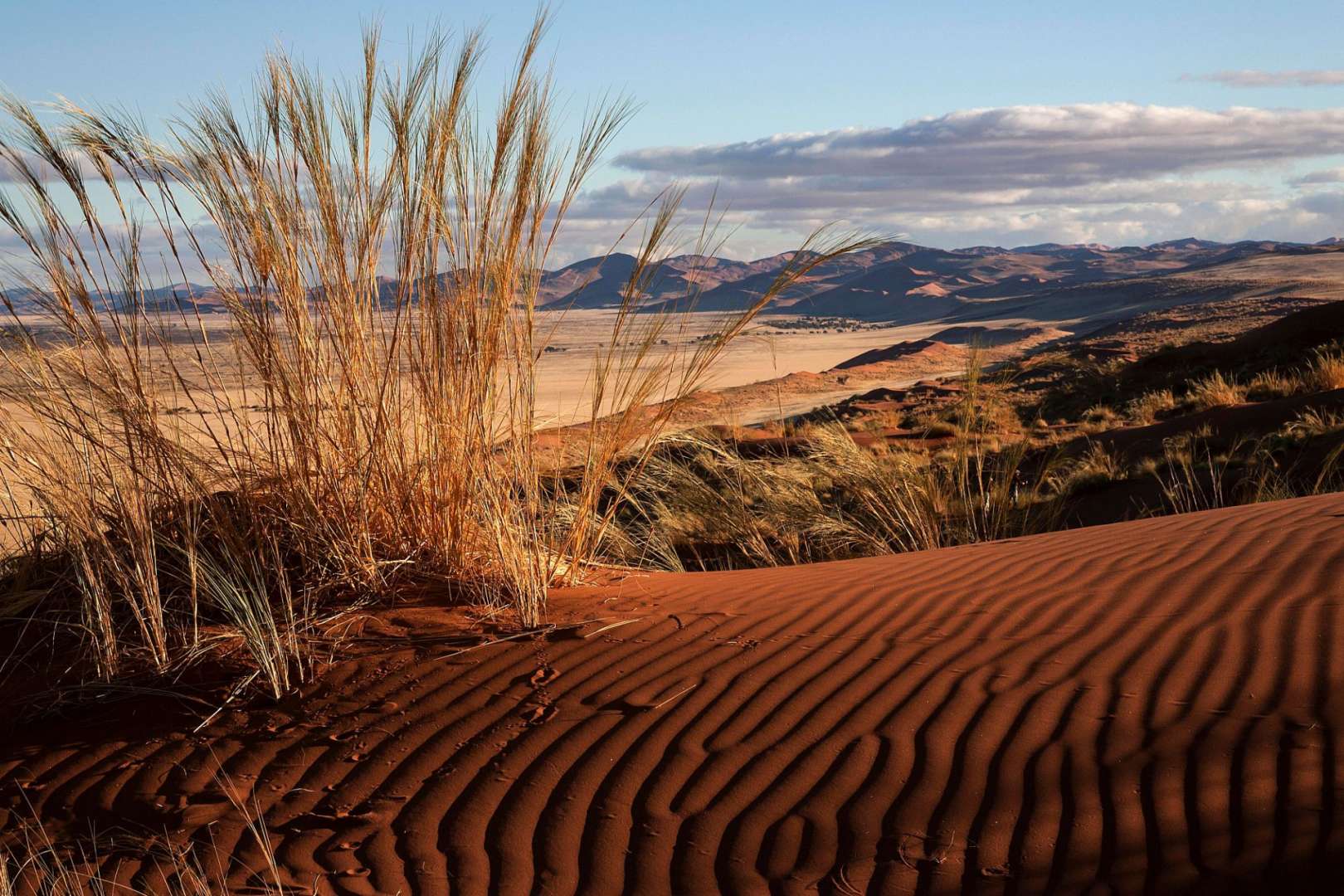 Ein hohes Gras wächst auf einer Sanddüne in der Wüste