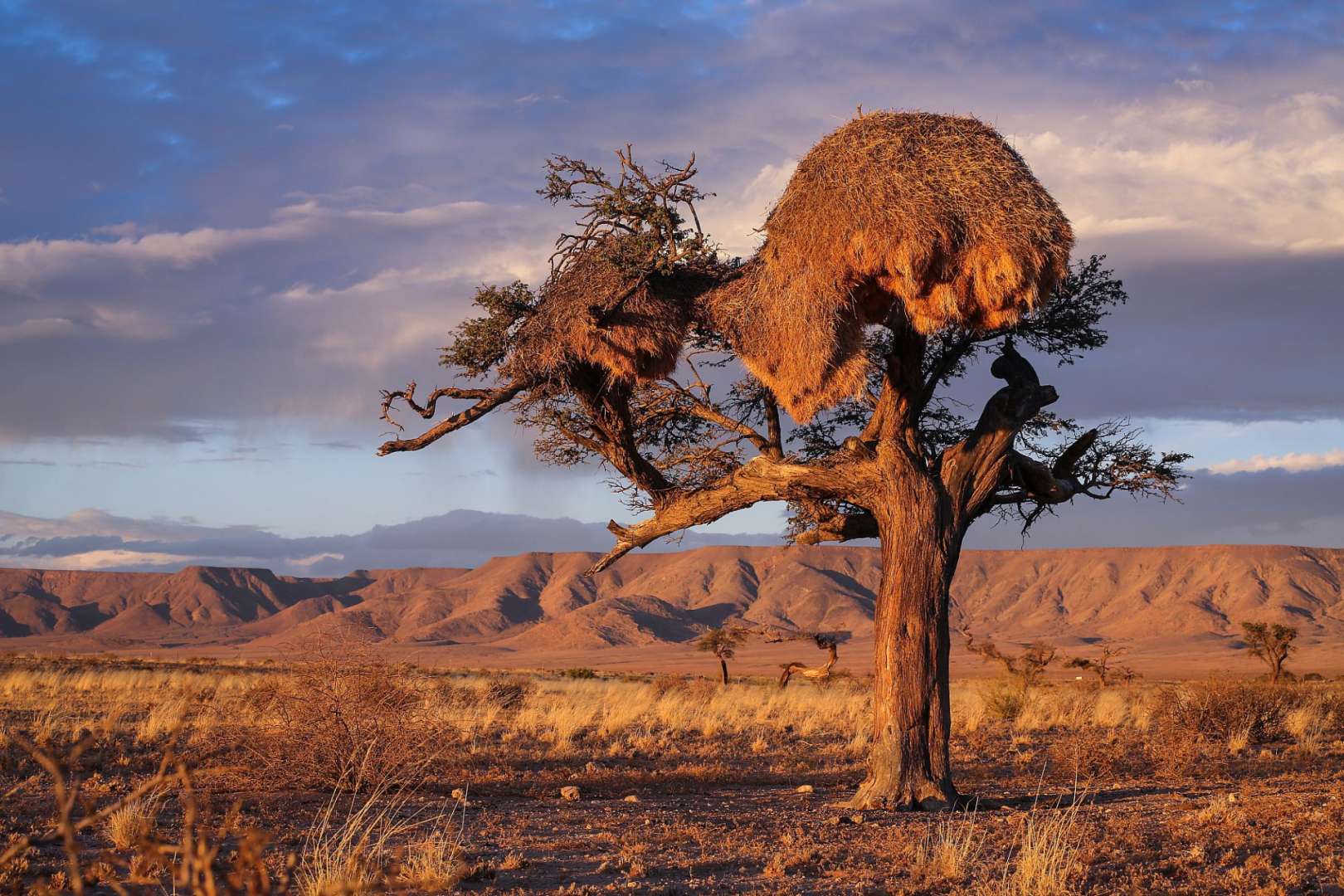 Ein Baum mit zwei Nesten darauf in der Wüste