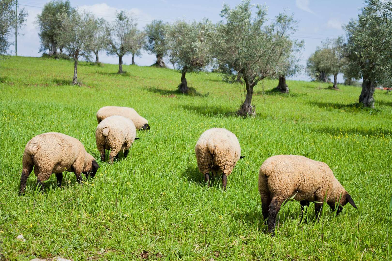 Eine Gruppe von Schafen, die auf einem Feld grasen