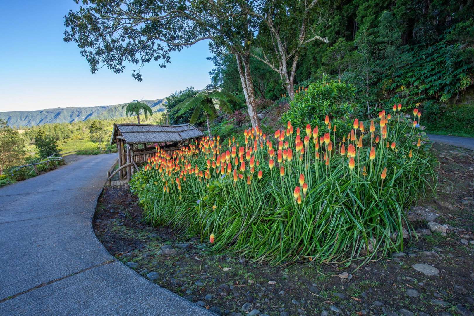 Eine Reihe von orangefarbenen Blumen, die neben einer Straße wachsen
