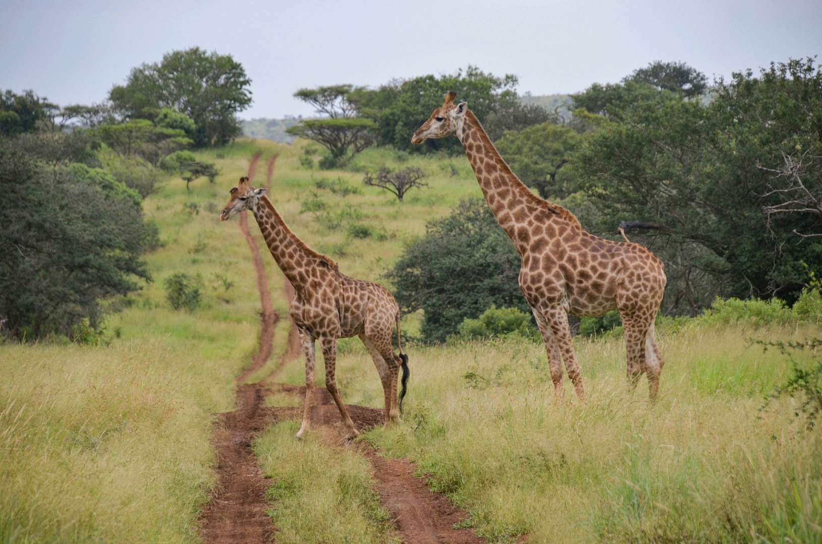 Zwei Giraffen stehen nebeneinander auf einem Feldweg
