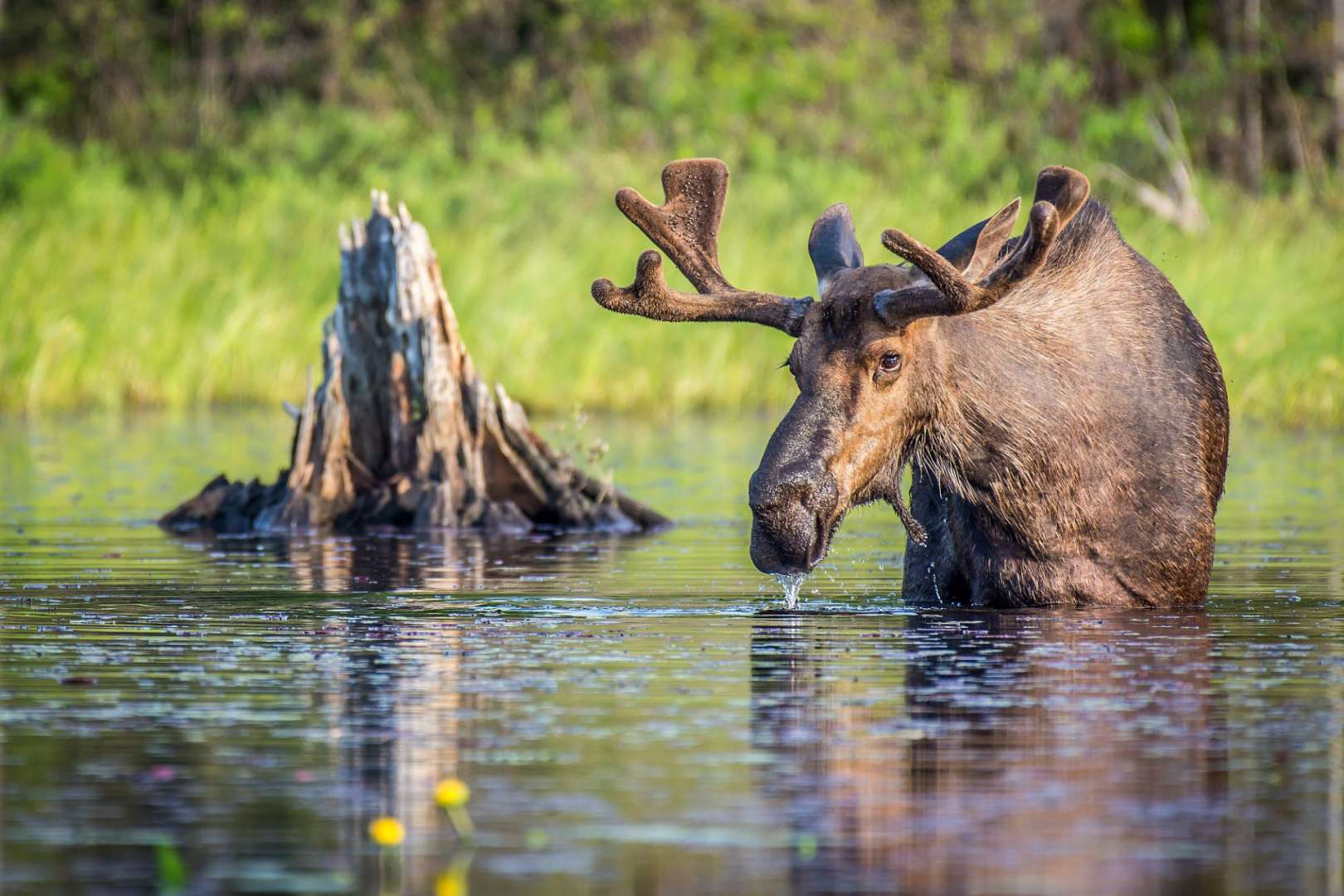 Ein Elch steht im Wasser neben einem Baumstumpf