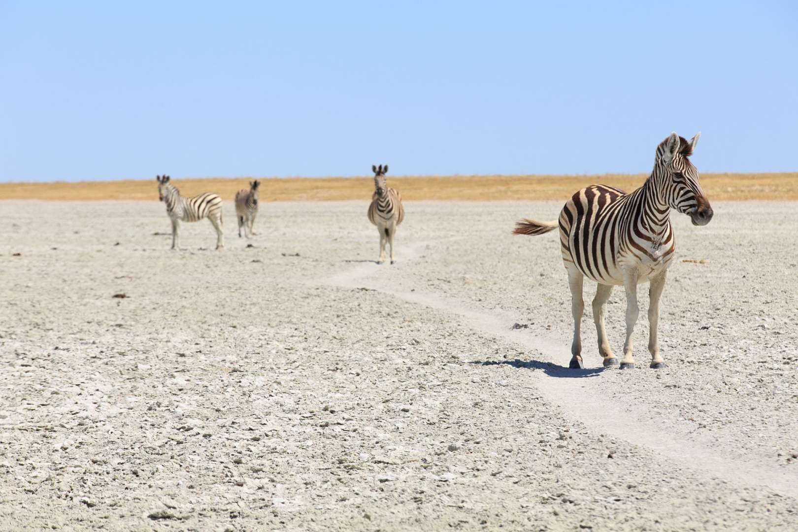 Drei Zebras stehen auf einem Feld und schauen in die Kamera