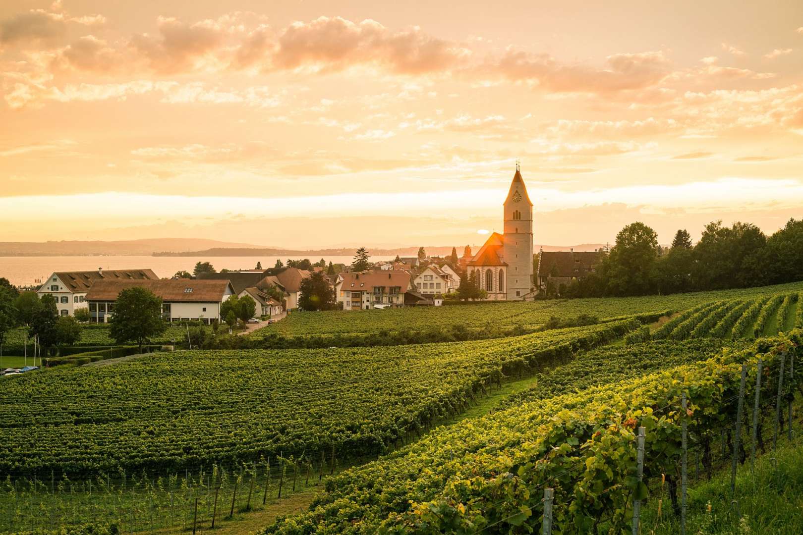 Eine Kirche steht auf einem Hügel über einem Weinberg