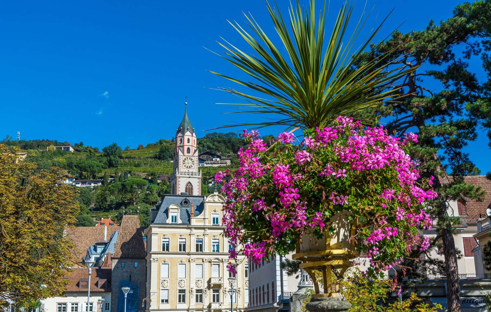 Ein Blumentopf mit rosa Blumen und einem Uhrturm im Hintergrund