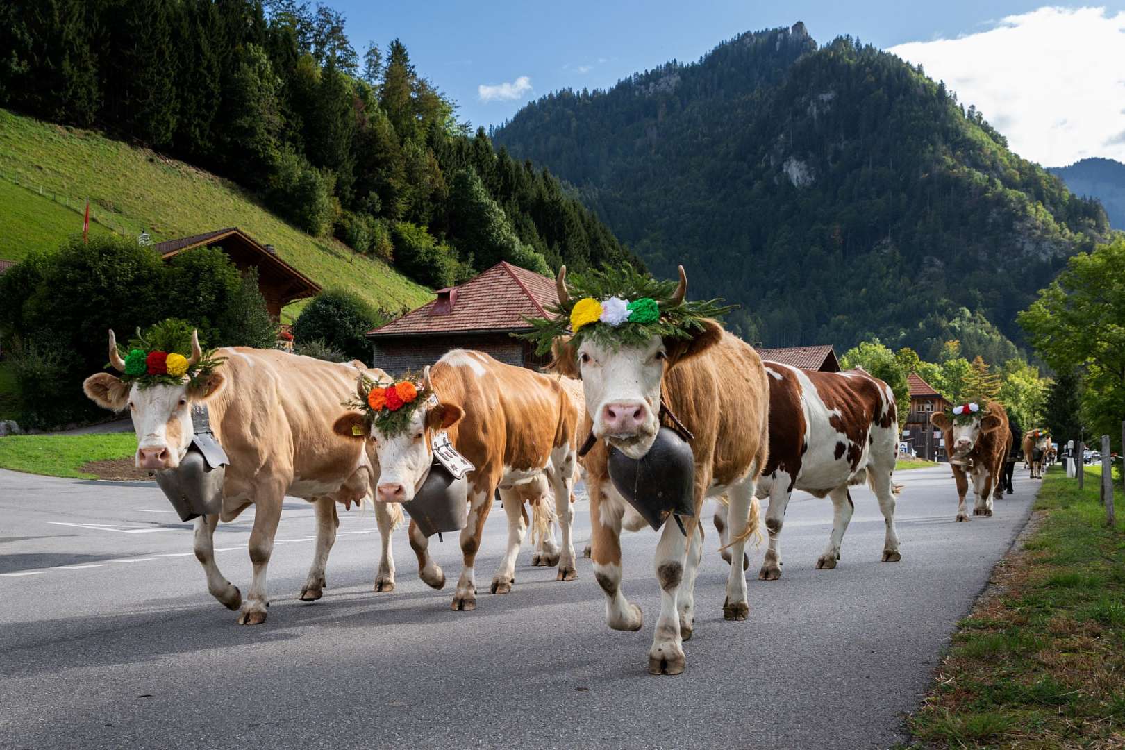 Alpabzug nach dem Sommer: berühmtes Fest im Kanton Fribourg