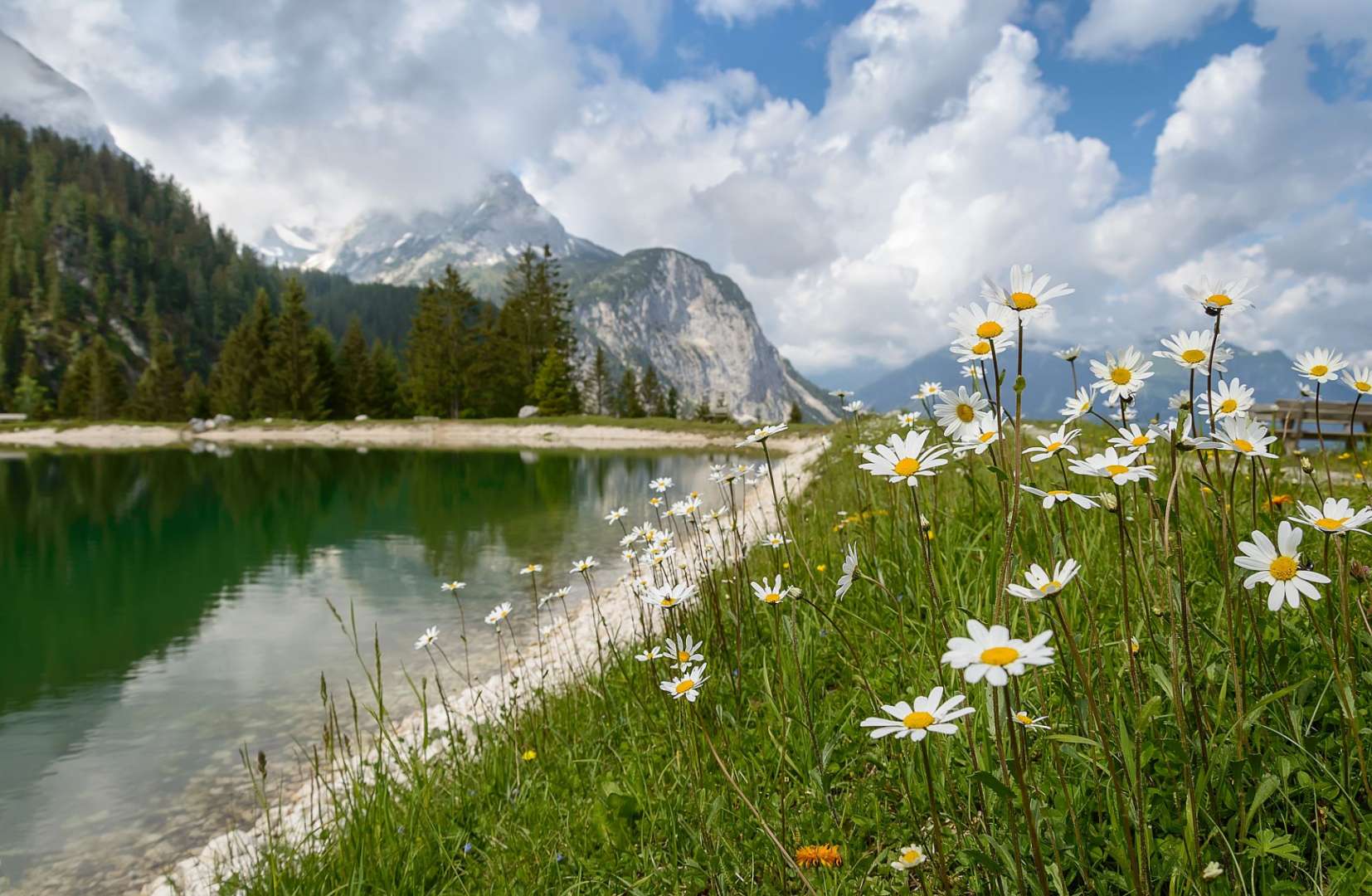 Ein Feld mit Gänseblümchen und einem See im Hintergrund