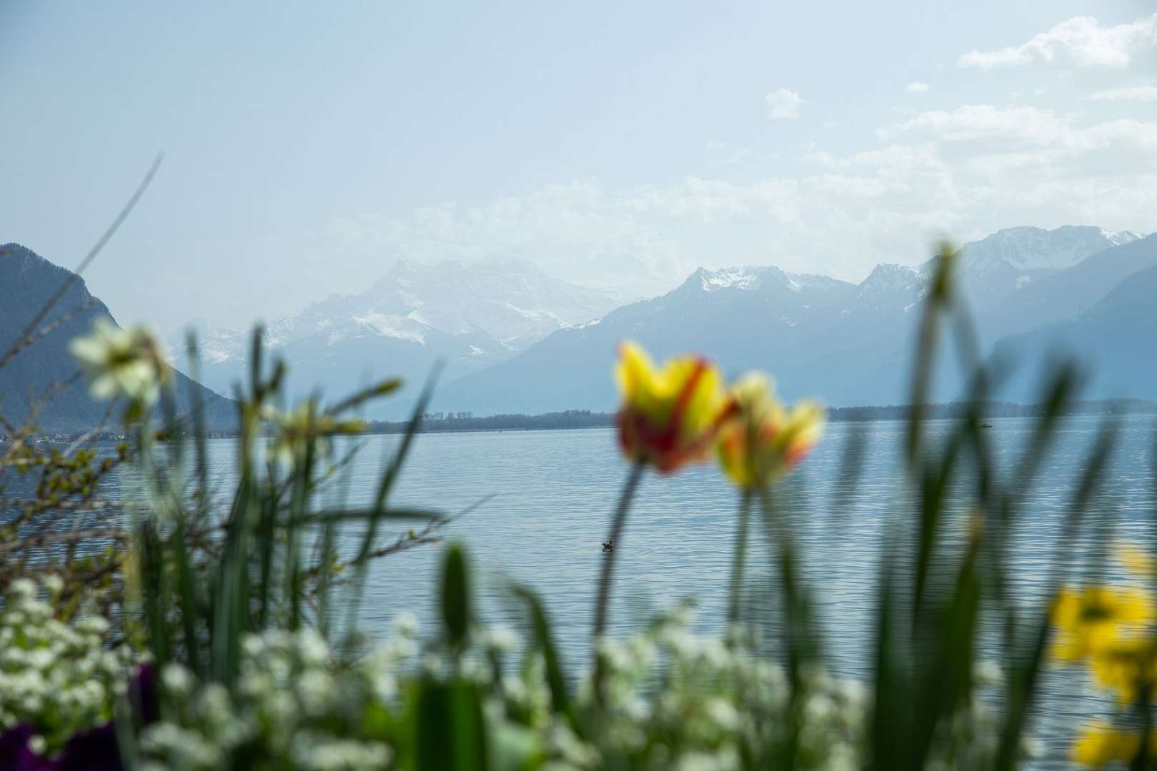Ein See mit Bergen im Hintergrund und Blumen im Vordergrund
