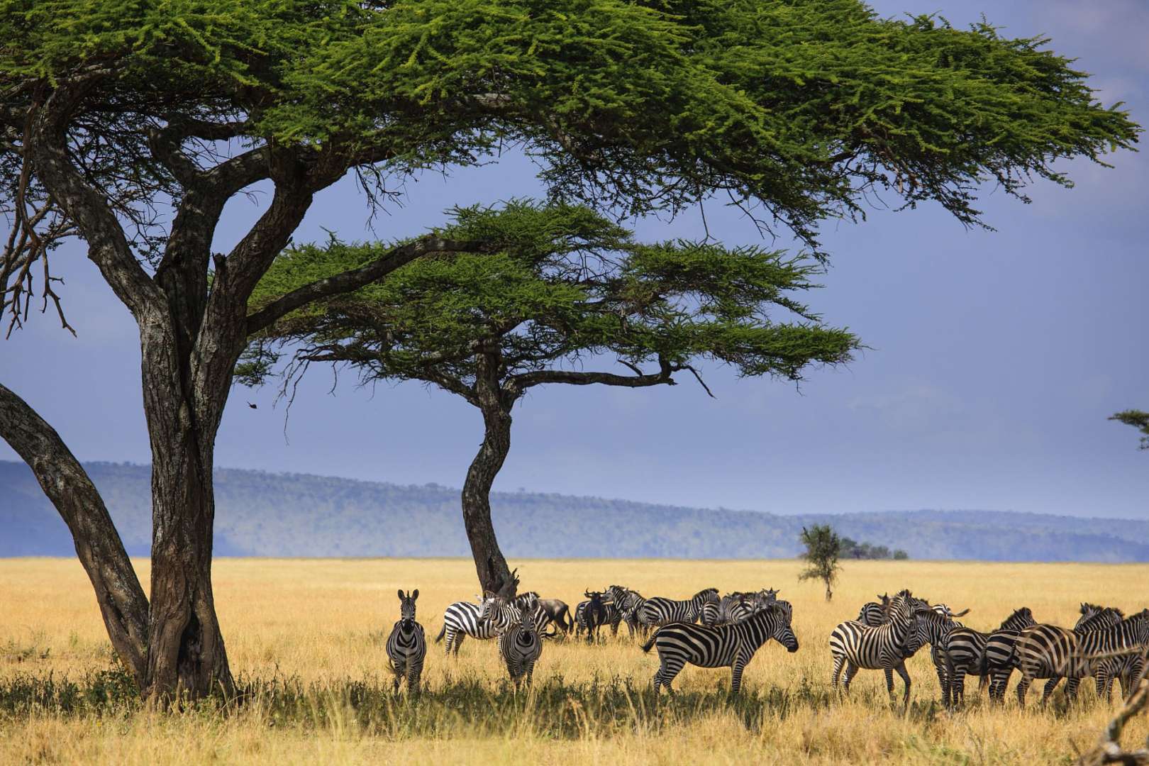 Eine Herde Zebras steht unter einem Baum in einer Wiese