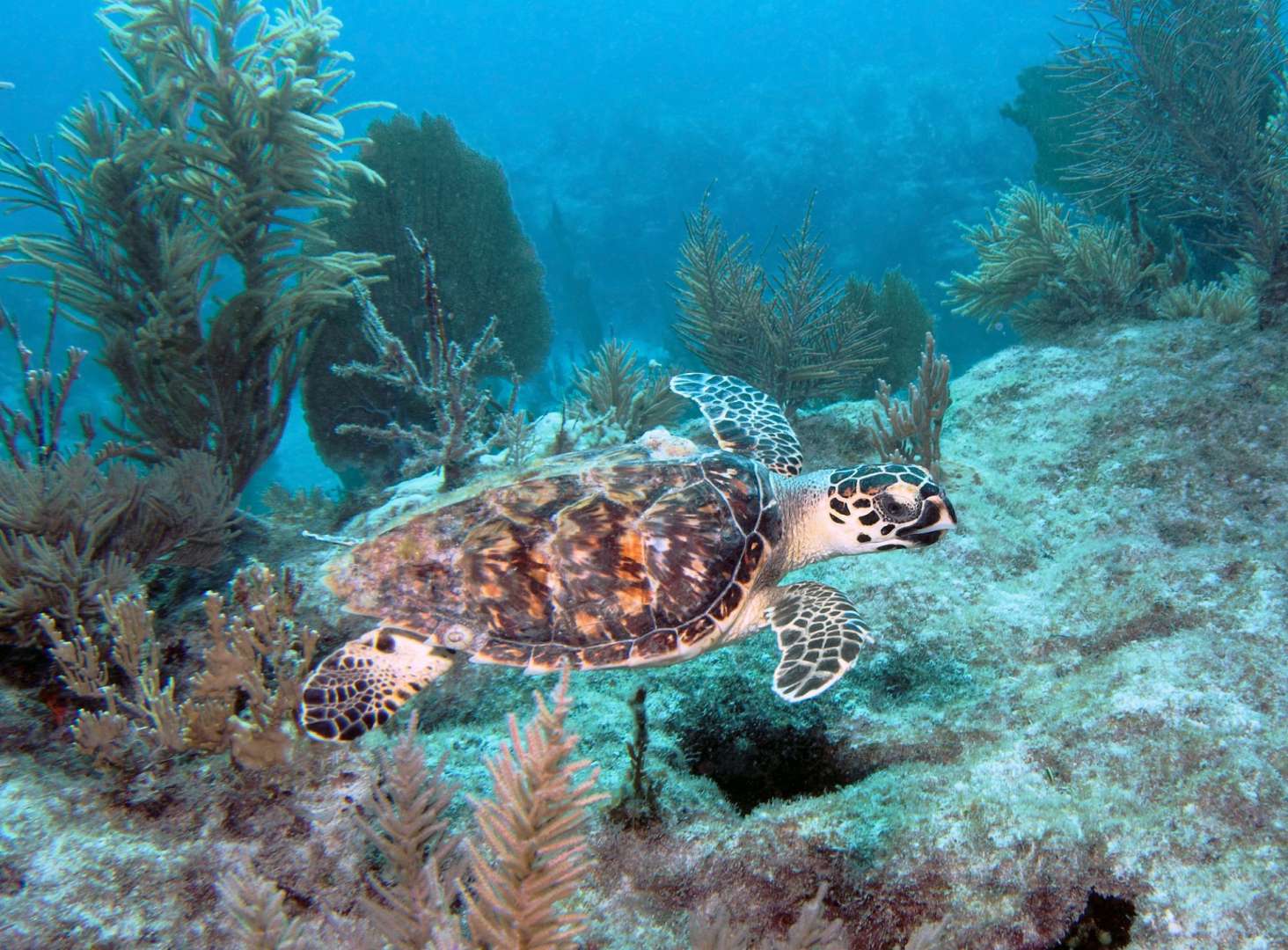 Eine Schildkröte schwimmt auf einem Korallenriff