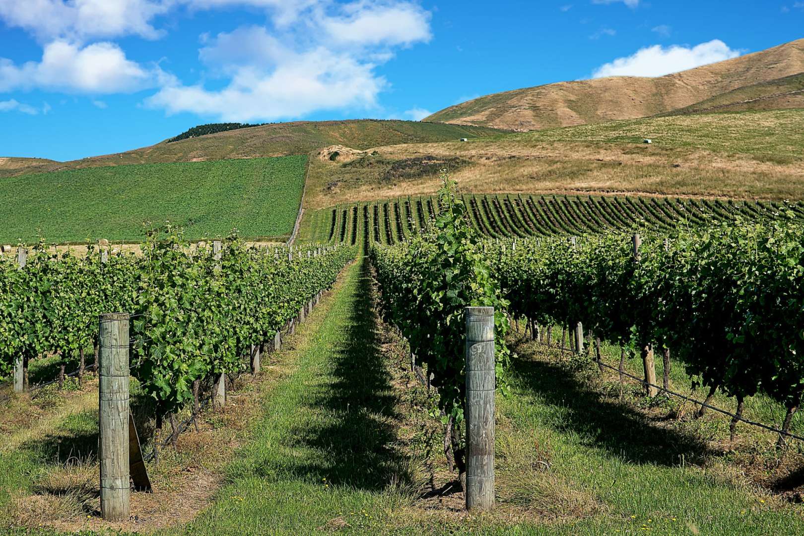 Weinbau, elegante Güter: Umgebung von Martinborough