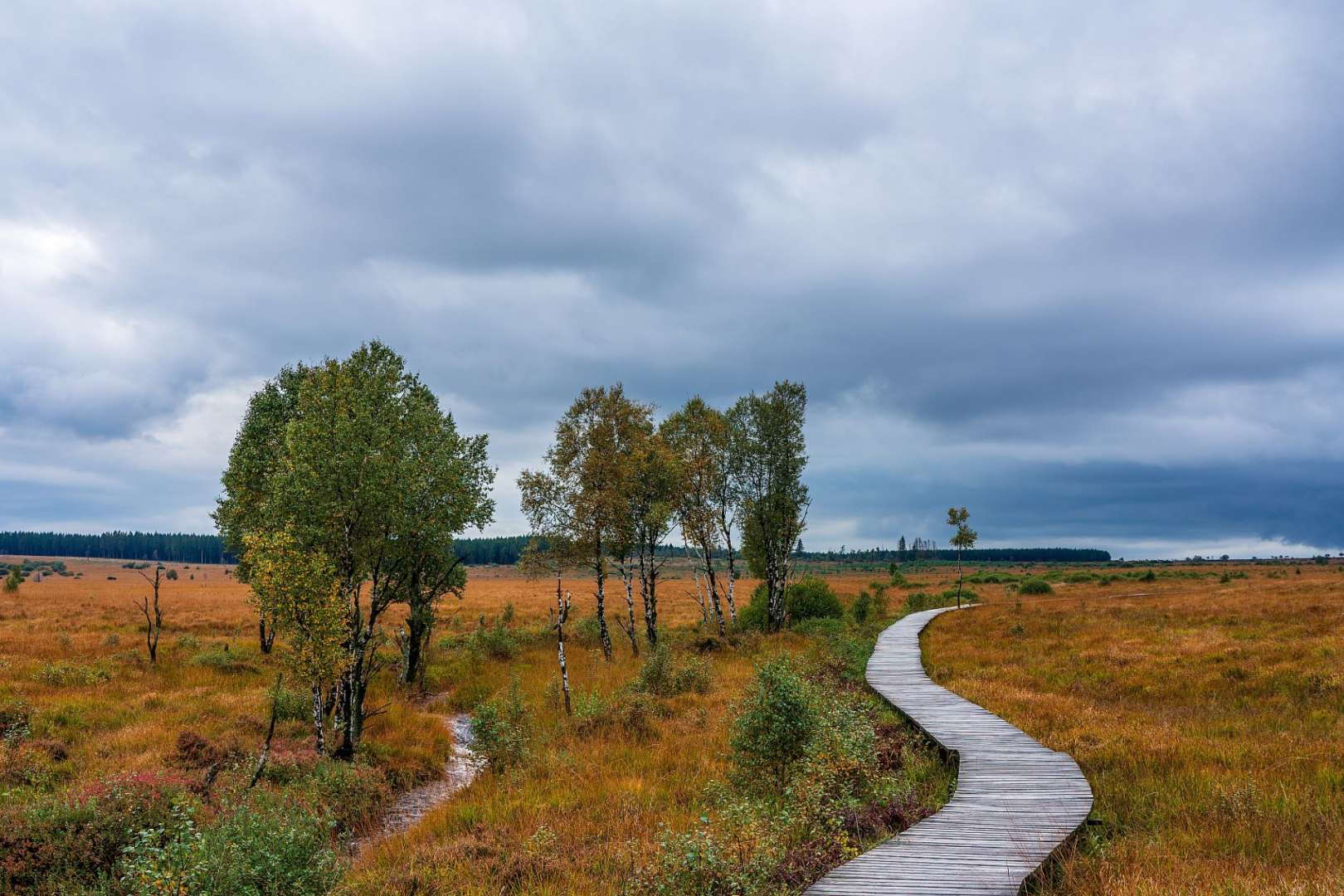 Ein Holzweg führt durch eine Wiese mit Bäumen