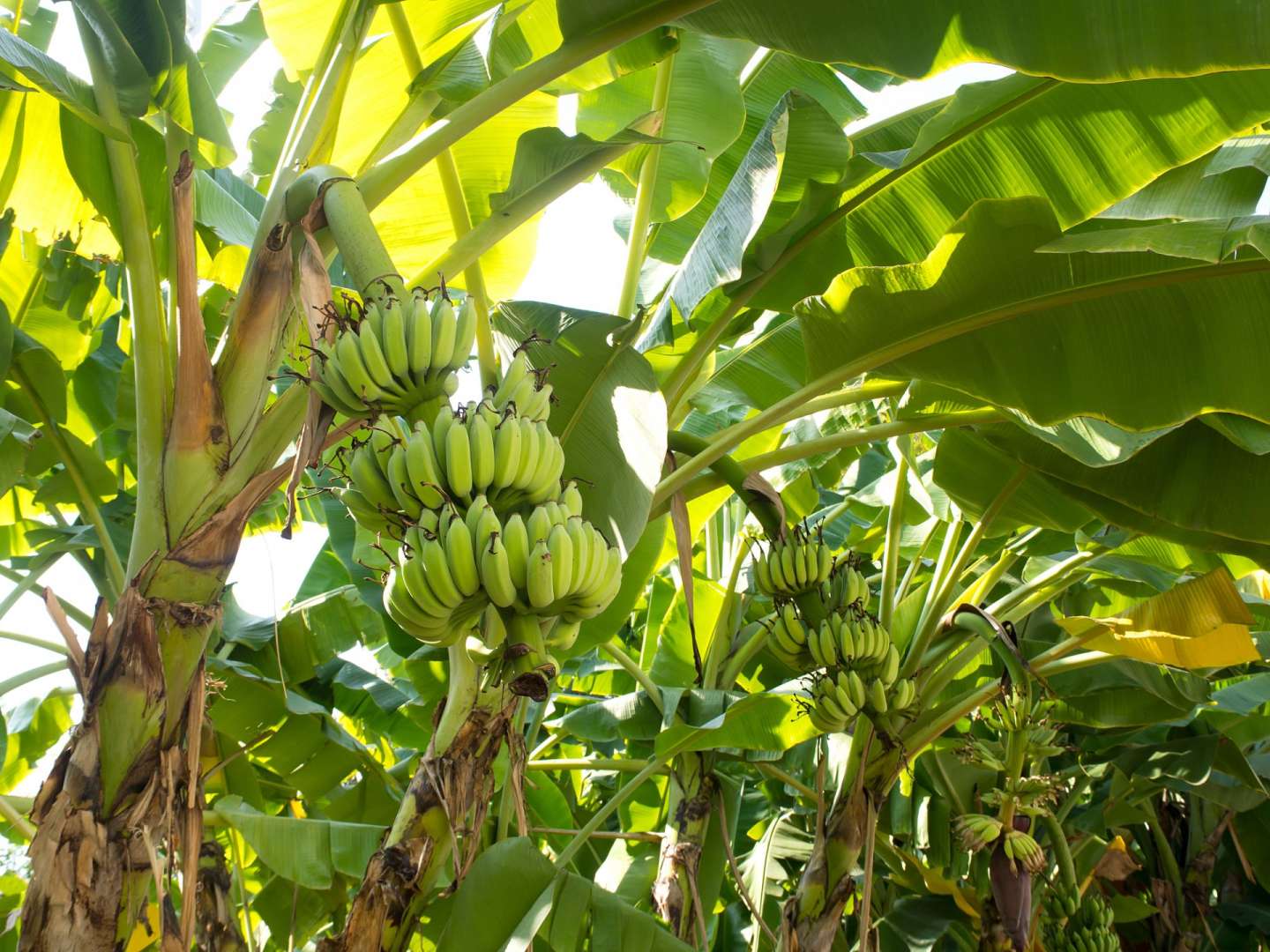 Ein Baum mit einem Haufen Bananen darauf