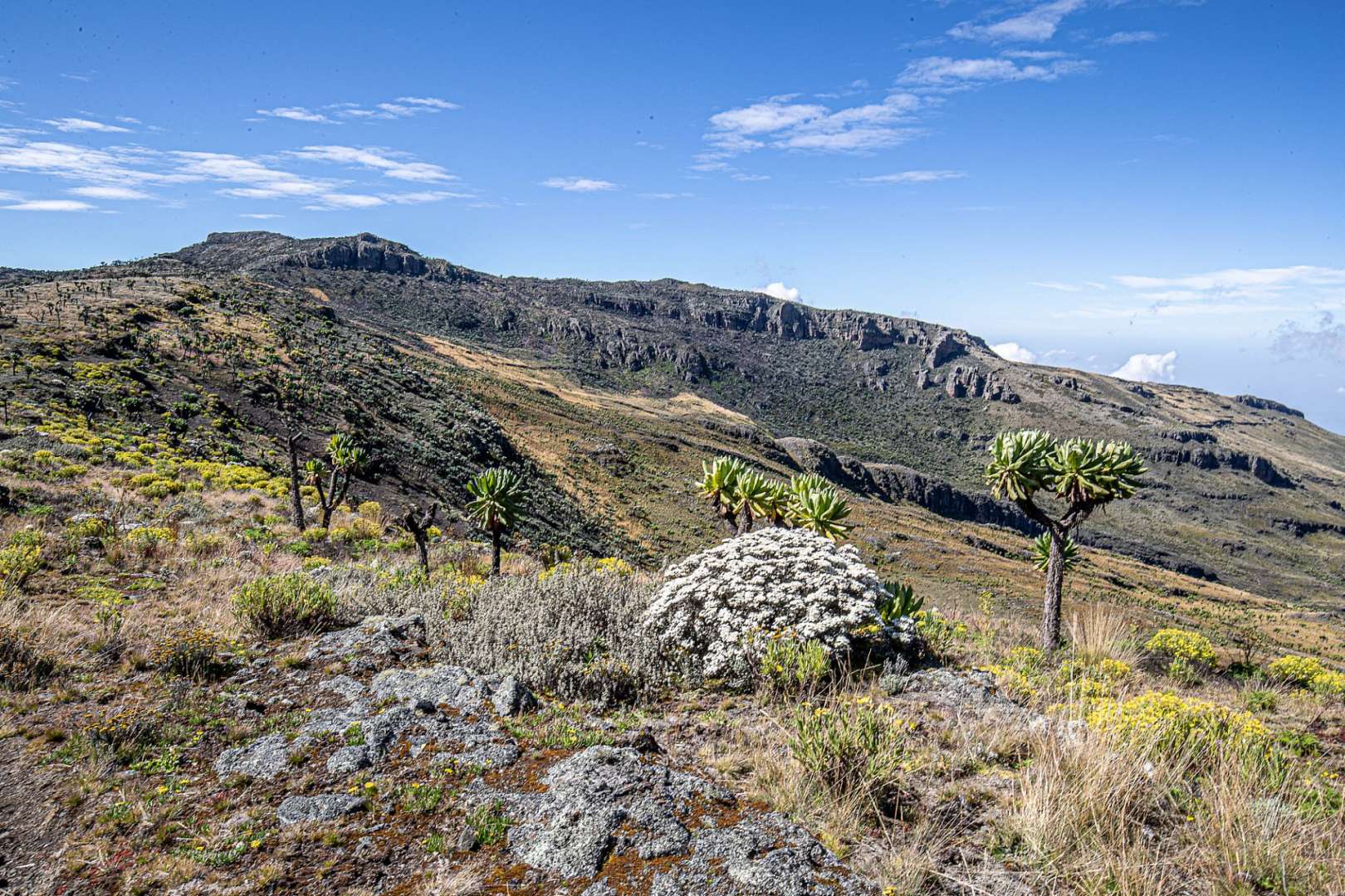 Ein Feld mit Bäumen und einem Berg im Hintergrund
