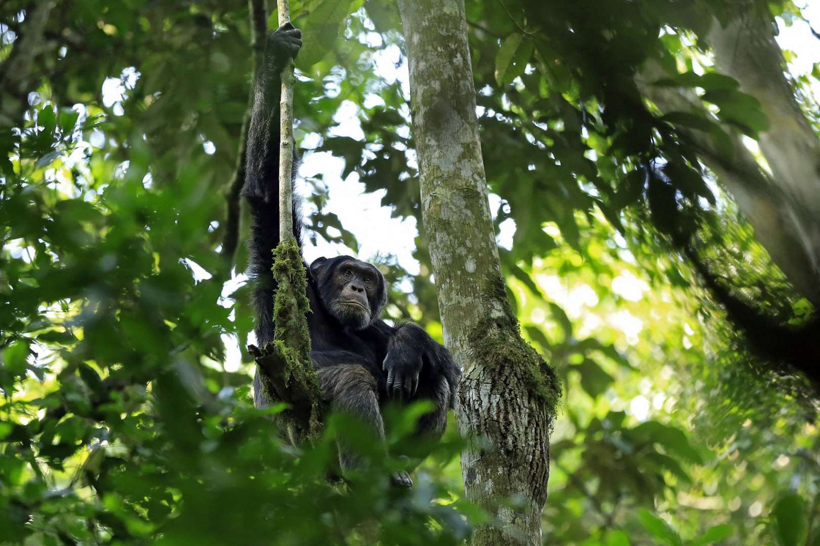 Ein Affe sitzt in einem Baum und schaut in die Kamera