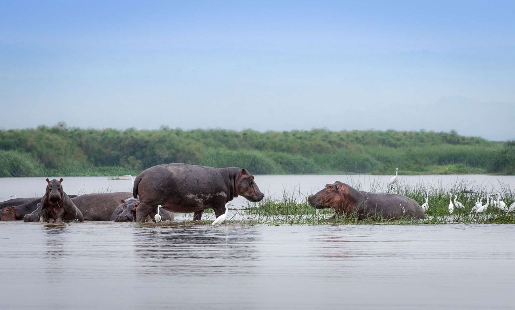 Eine Gruppe von Flusspferden steht im Wasser