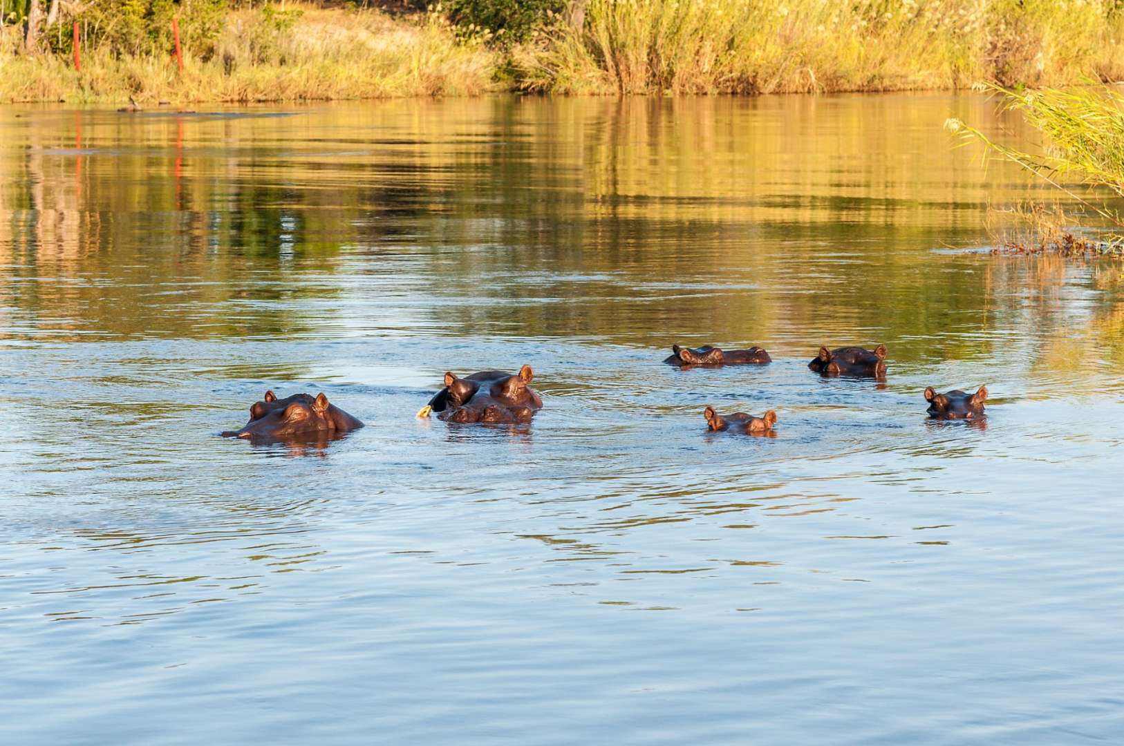 Eine Gruppe von Flusspferden schwimmt im Wasser