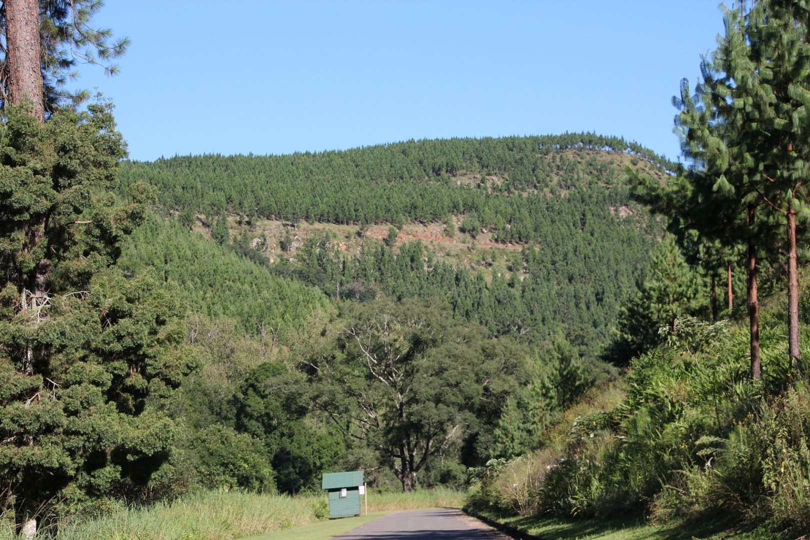 Eine Straße führt durch einen Wald mit einem grünen Schild davor