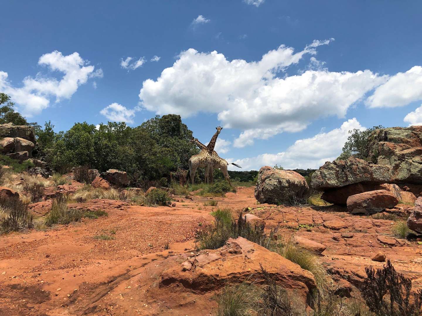 Eine giraffe steht auf einem felsigen feld