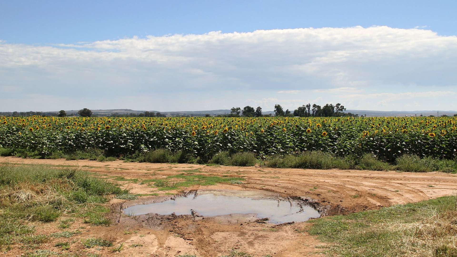 Ein Feld mit Sonnenblumen und einer Pfütze im Boden
