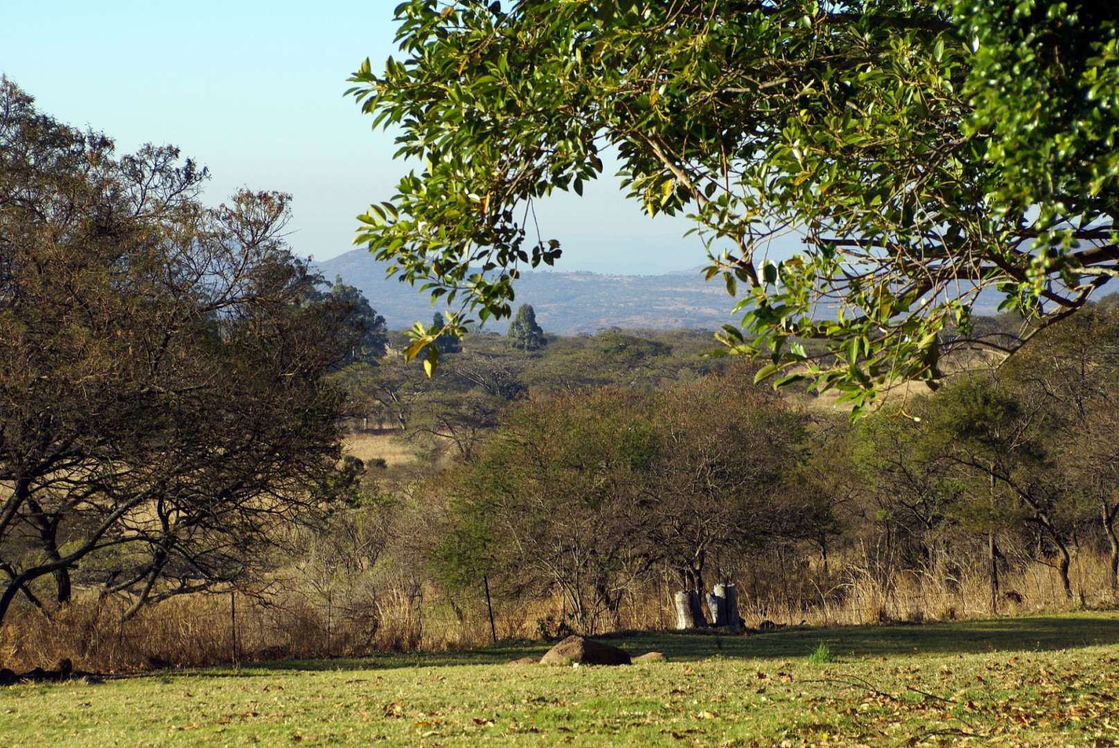 Ein Feld mit Bäumen und einem Berg im Hintergrund