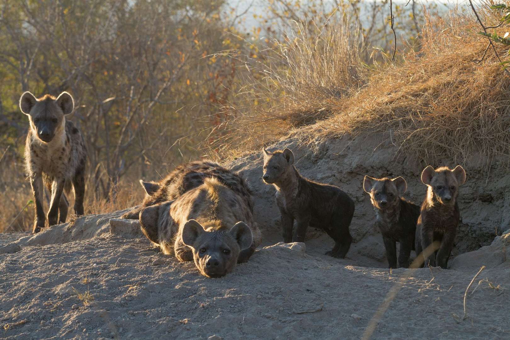 Eine Gruppe von Hyena, die nebeneinander stehen