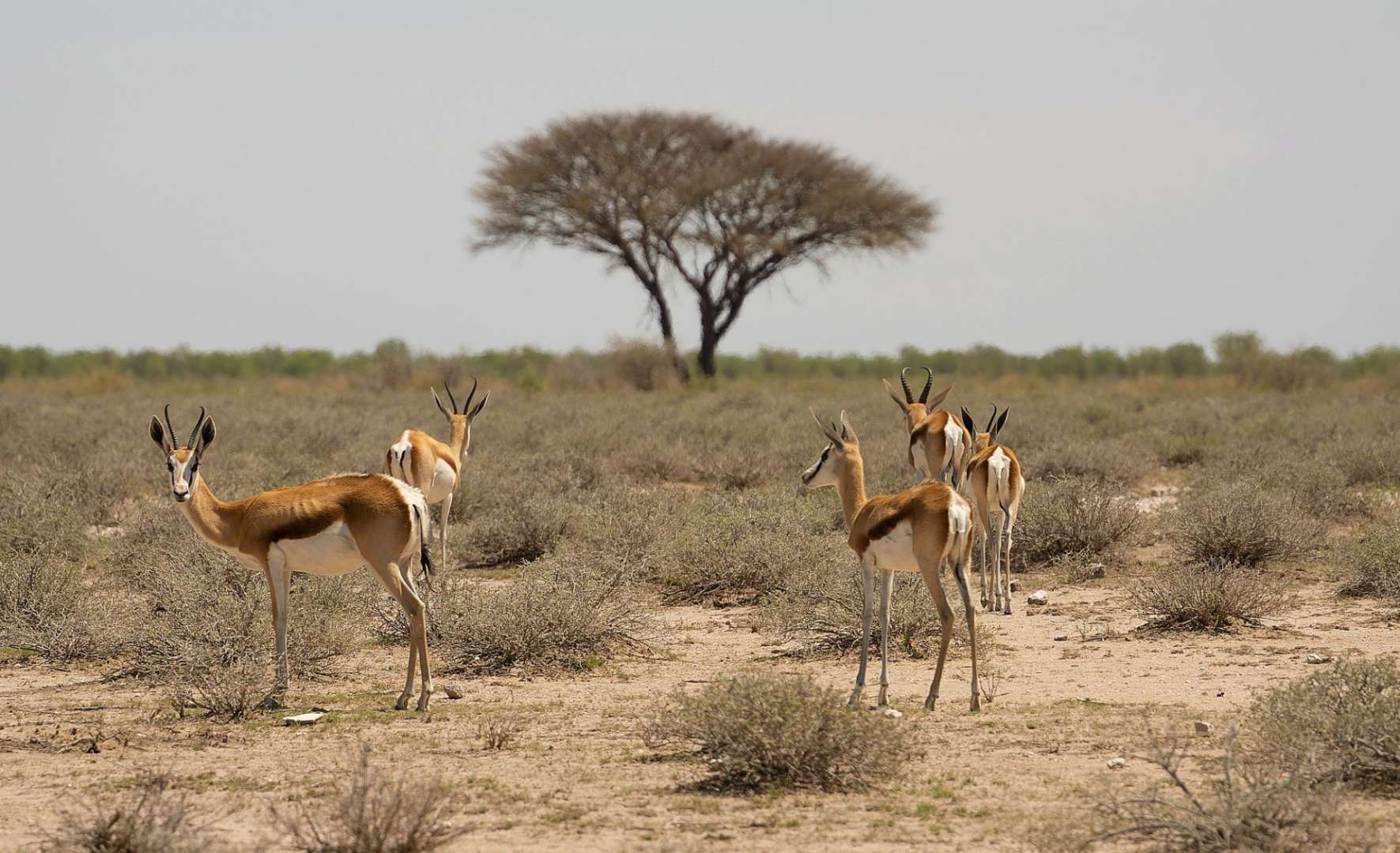 Eine herde gazelle steht in der wüste mit einem baum im hintergrund