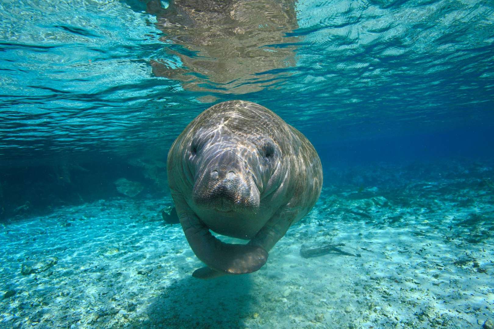 Ein Seelöwe schwimmt im Ozean und schaut in die Kamera