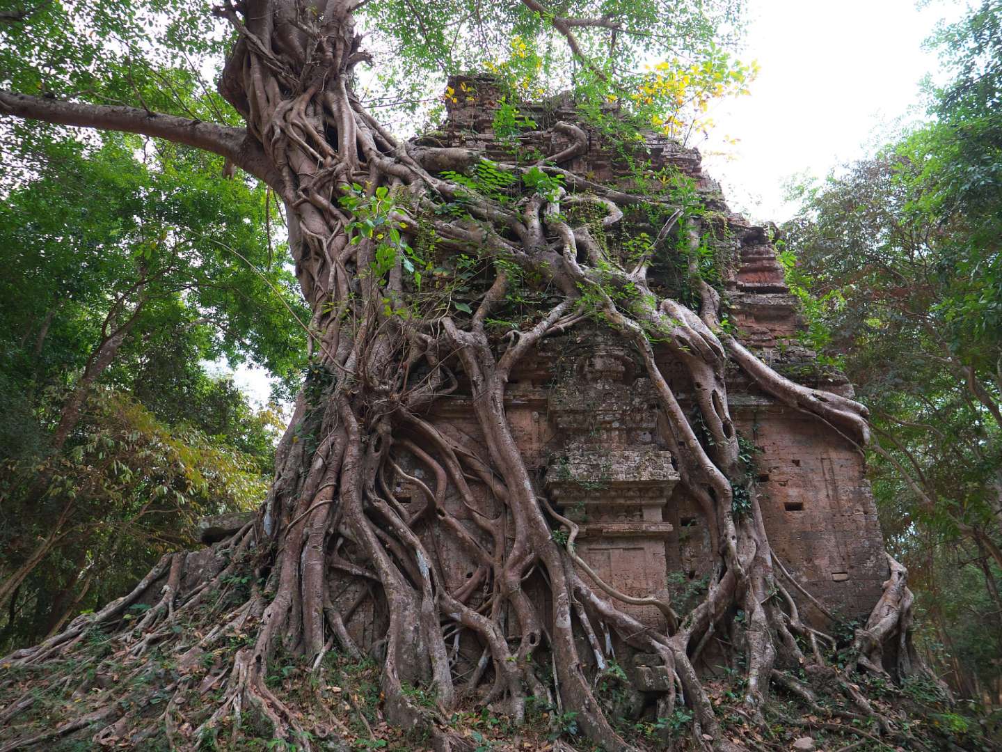 Ein großer Baum wächst auf einem alten Gebäude