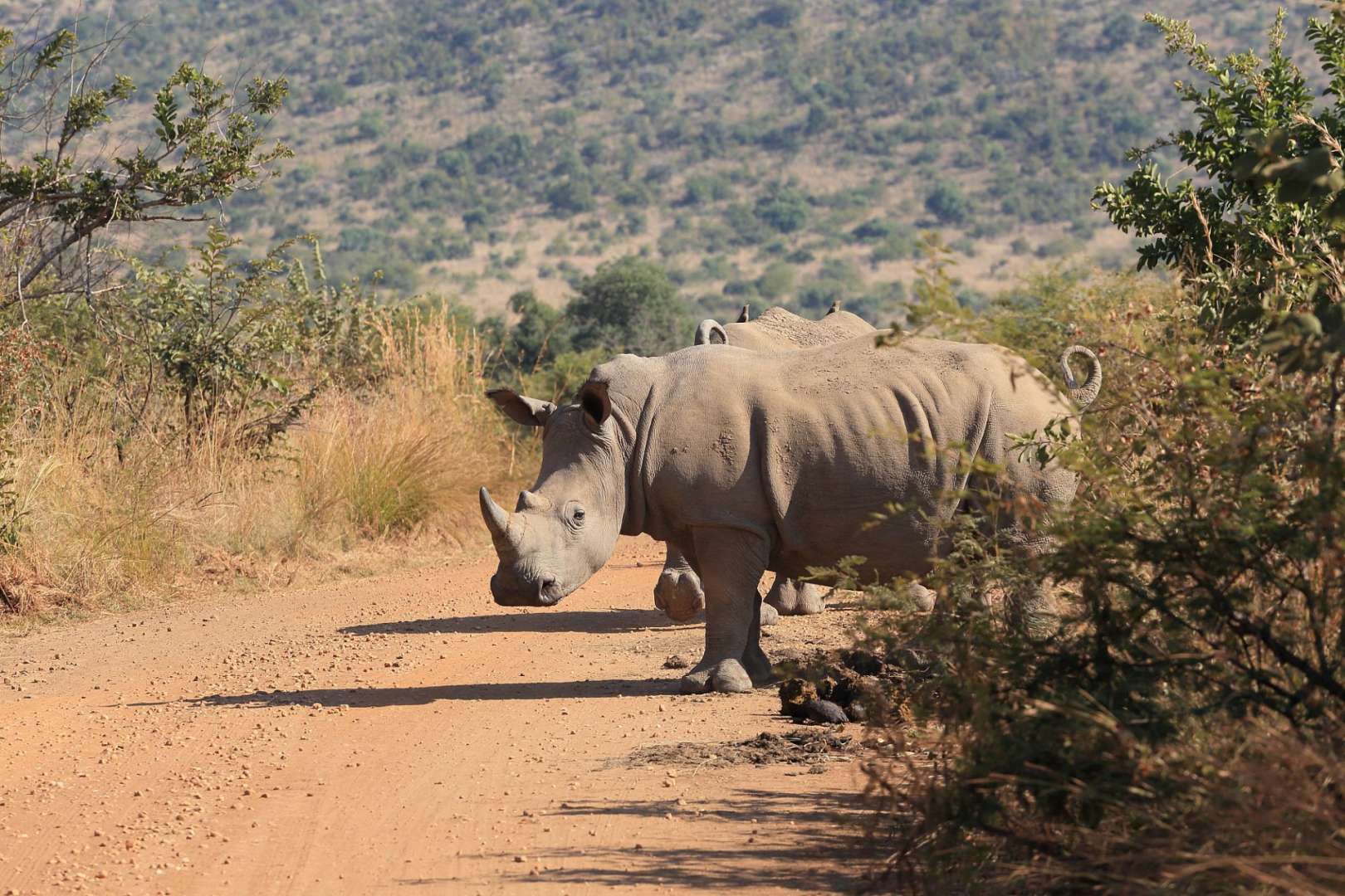 Ein Nashorn steht auf einer unbefestigten Straße