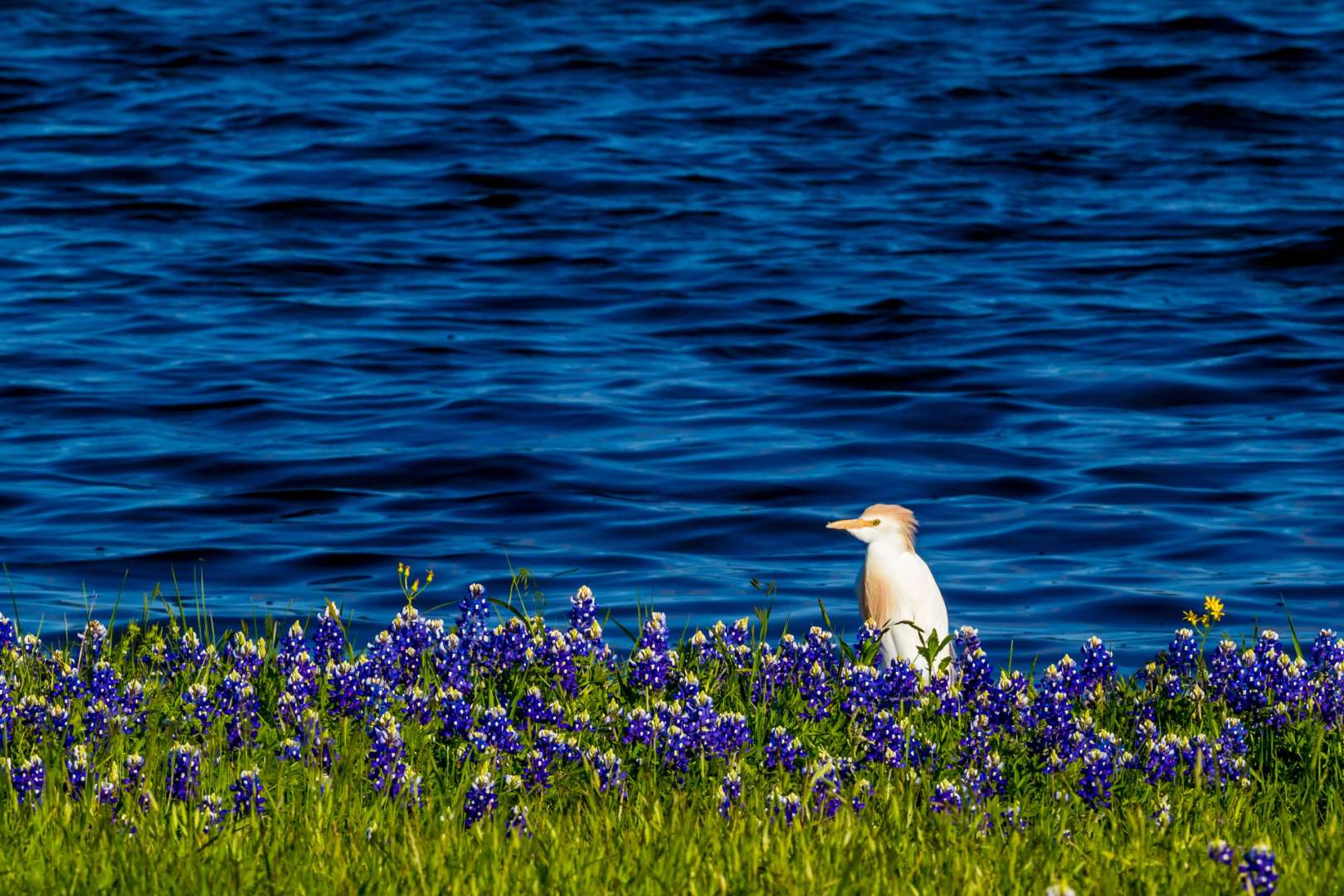 Ein weißer Vogel sitzt auf einem Feld mit lila Blumen in der Nähe eines Sees