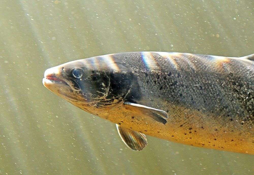 Ein Fisch schwimmt im Wasser und schaut in die Kamera