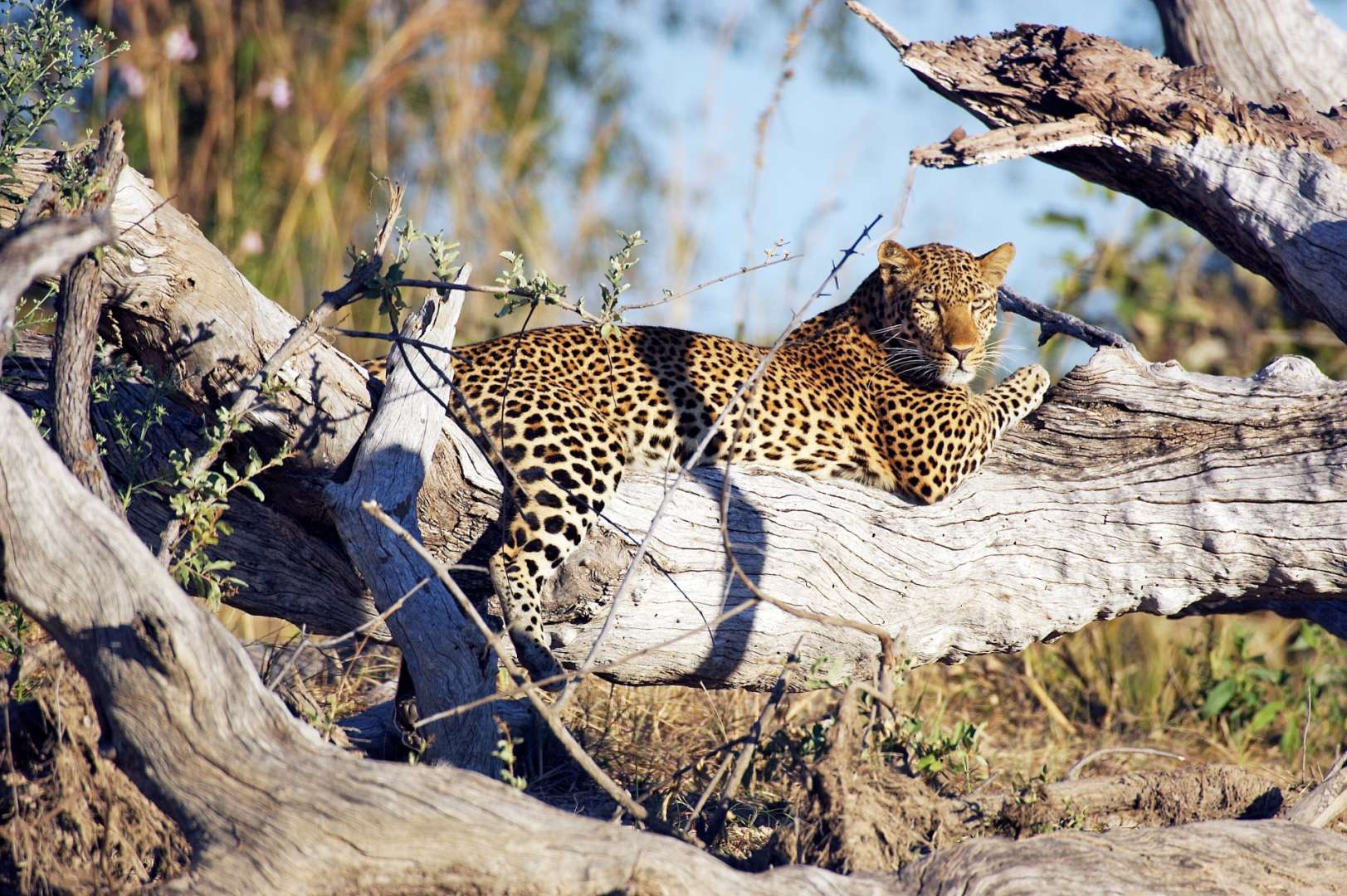 Ein Leopard liegt auf einem Baumstamm