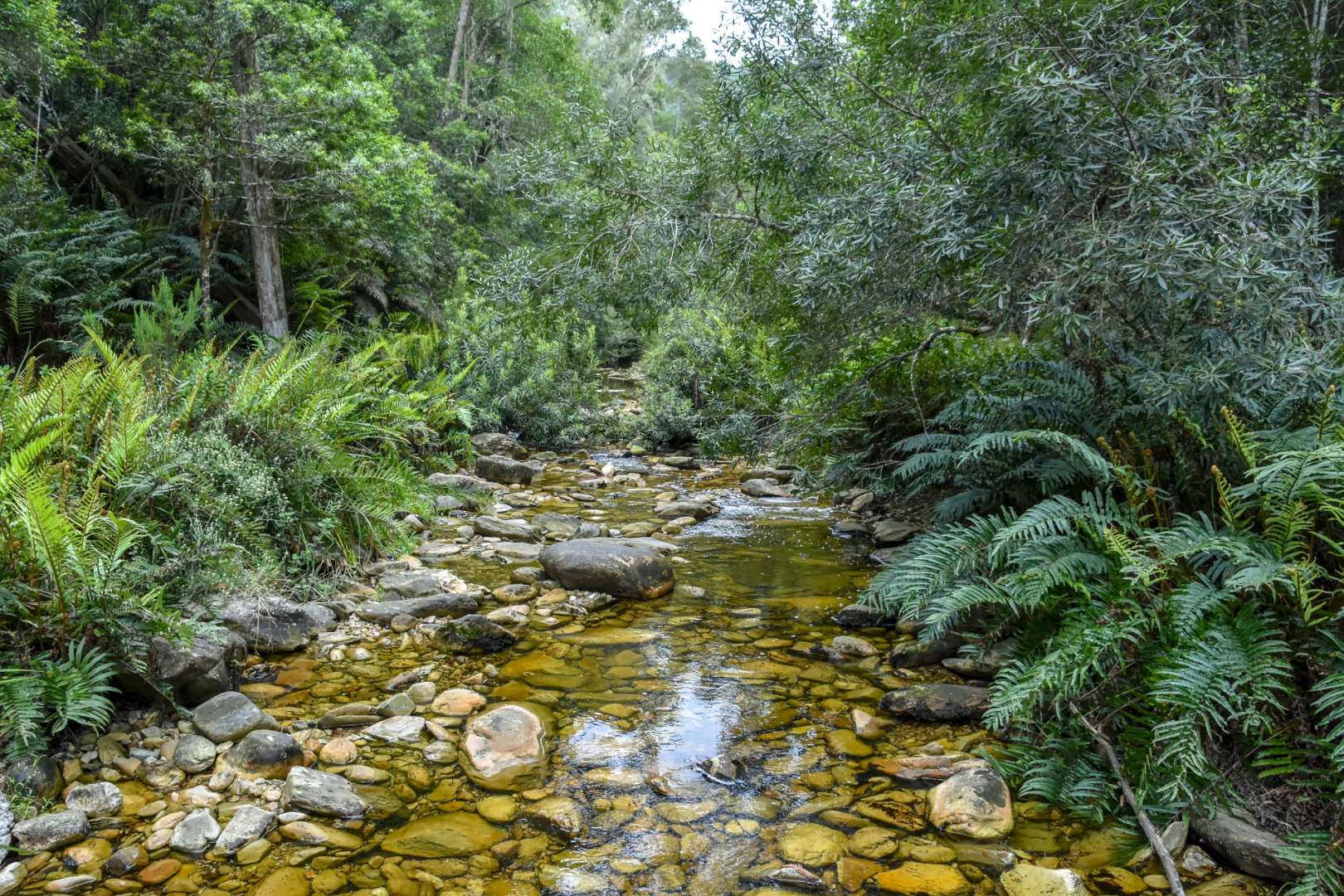 Serenity Forest