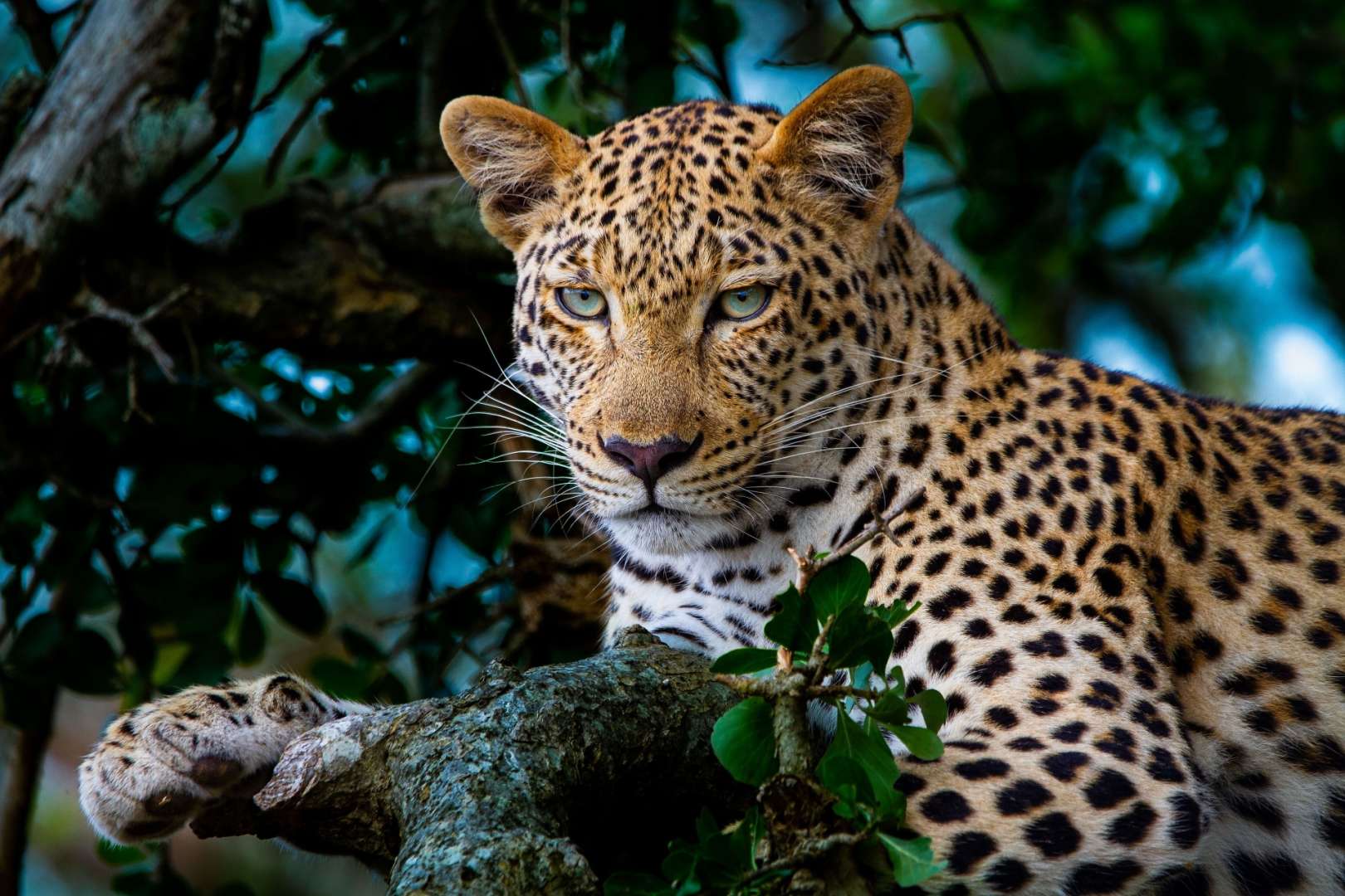 Leopardin im Sabi Sand