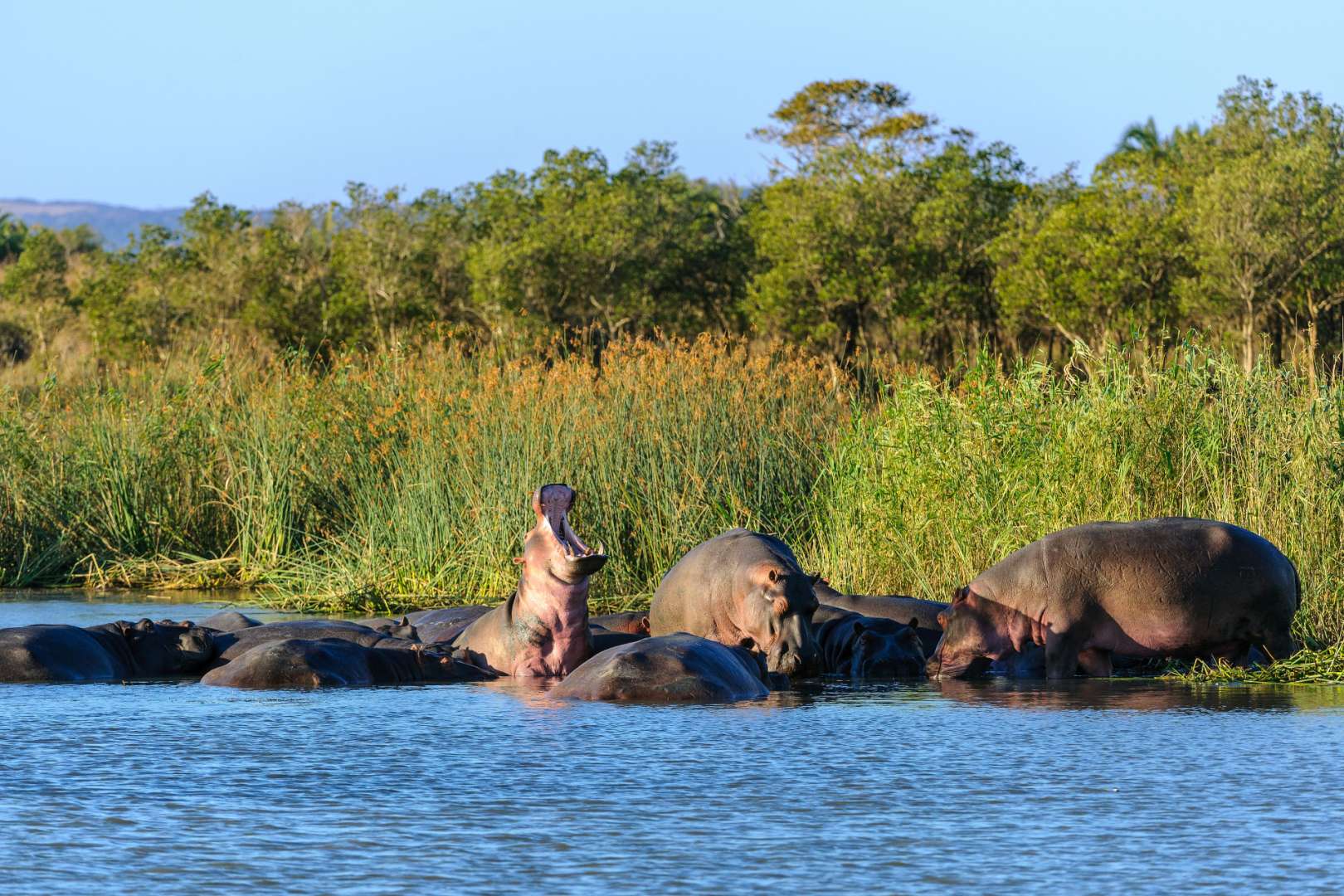 Nilpferde im Wasser: iSimangaliso