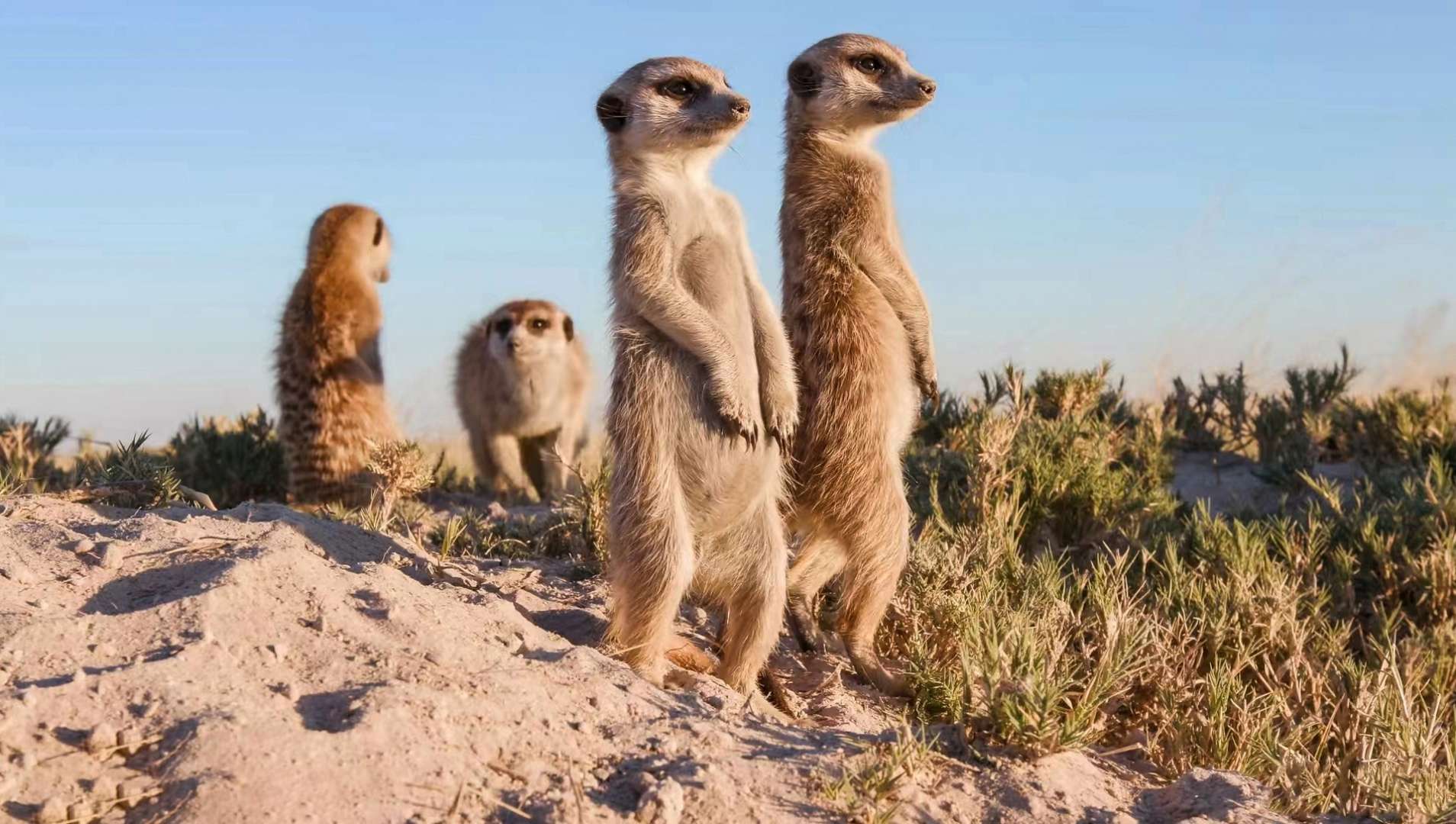 Heimat der Erdmännchen: Northern Cape