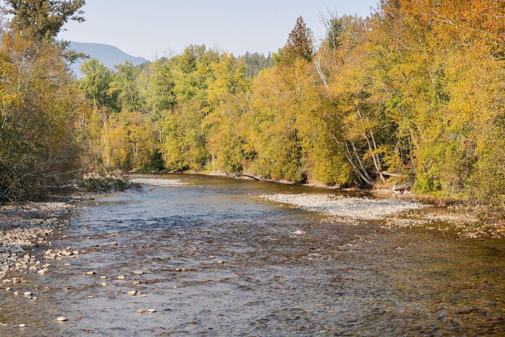 Adams River: Tsútswecw Provincial Park