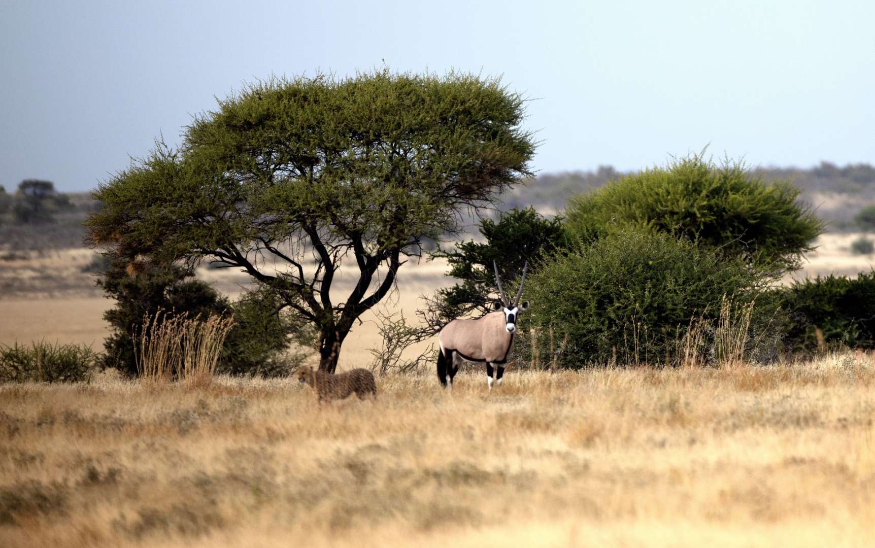 Einer der größten Natuschutzräume weltweit: Central Kalahari