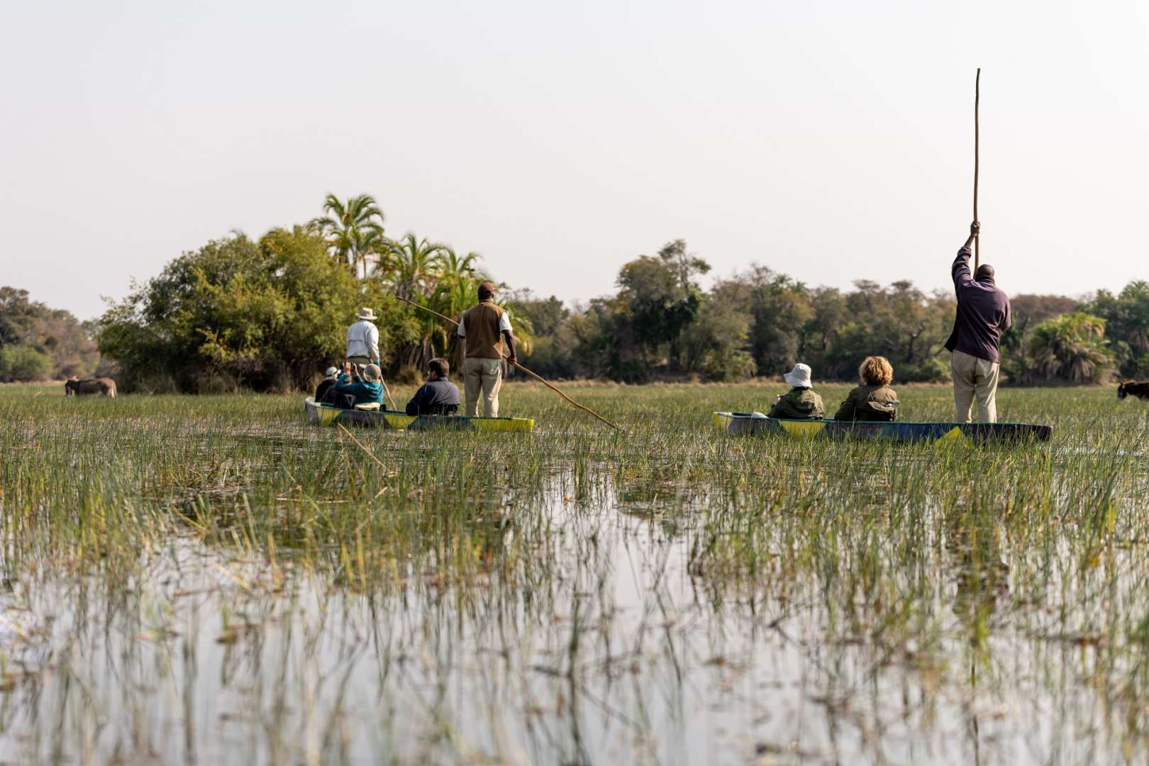 Im Einboot durch die Wildnis: Okavango Delta