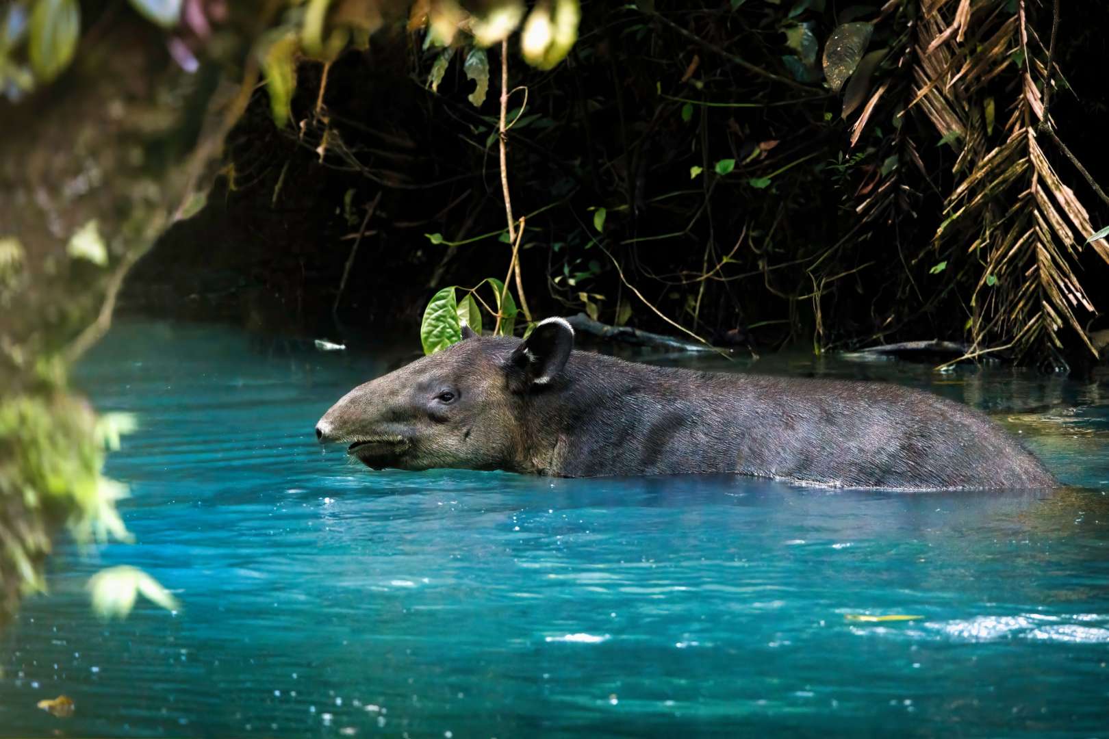 Biotop für Tapire: Tenorio Nationalpark