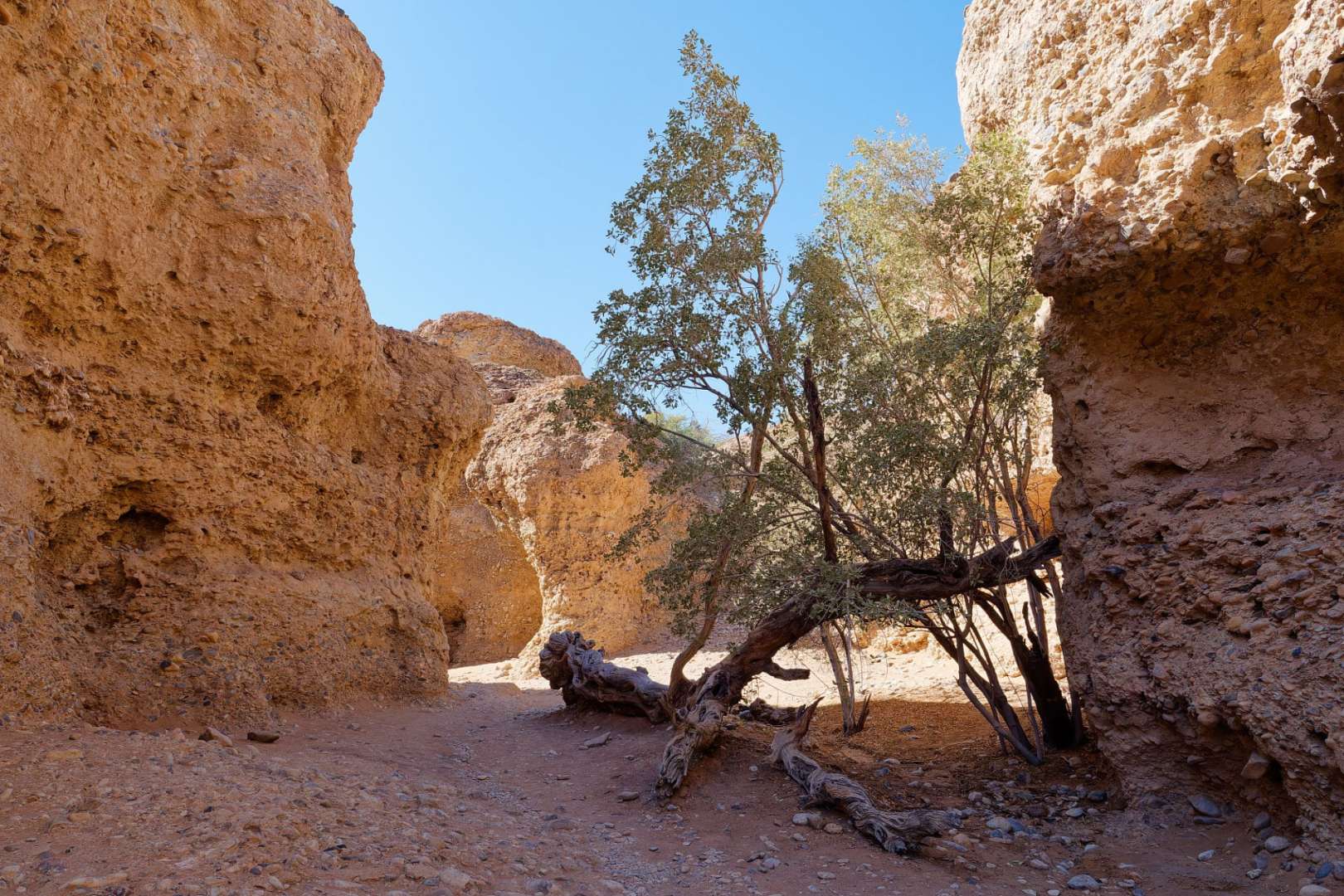 Ein Baum wächst zwischen zwei Felsen in der Wüste
