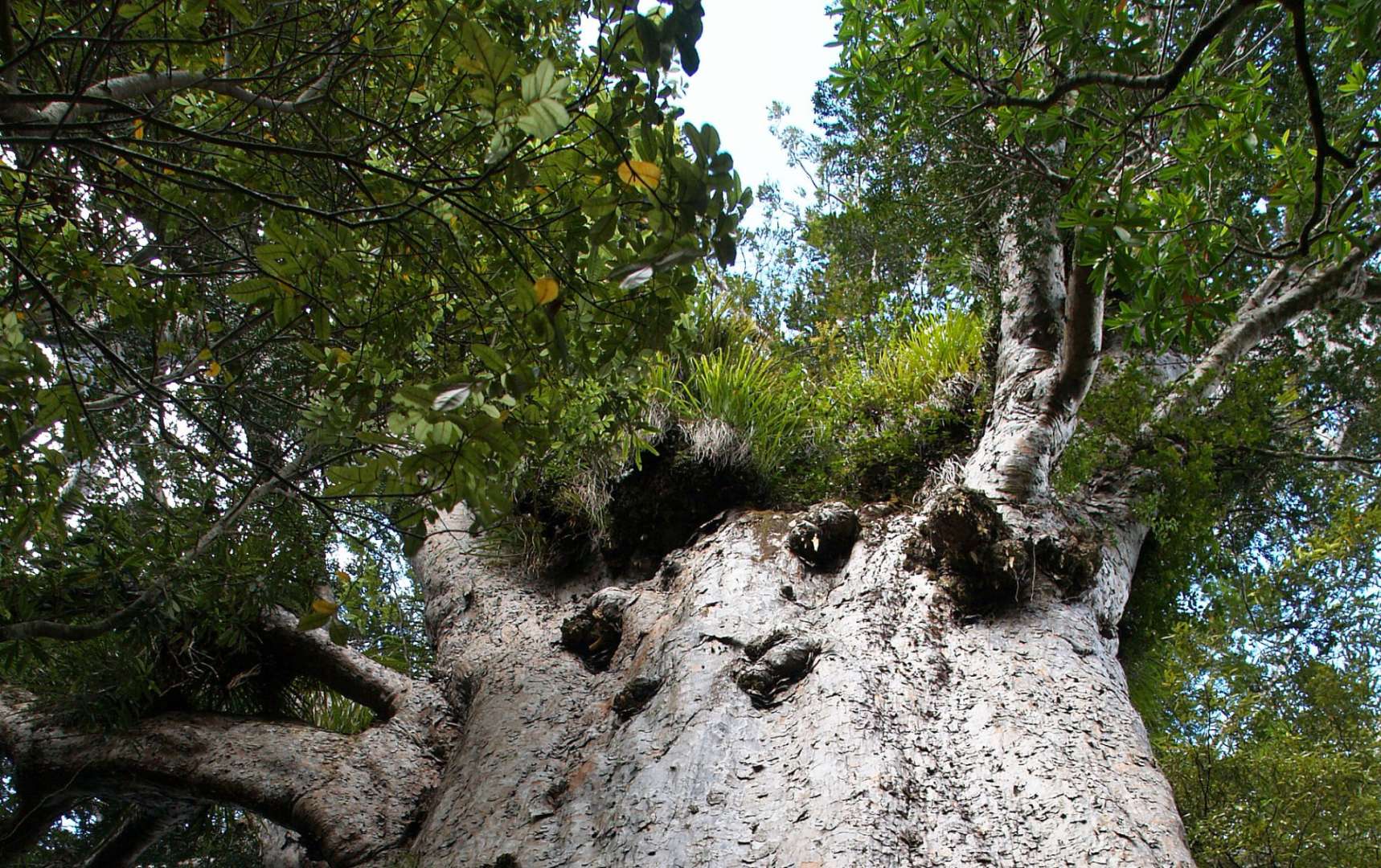 Ein sehr großer Baum mit vielen Bäumen um ihn herum