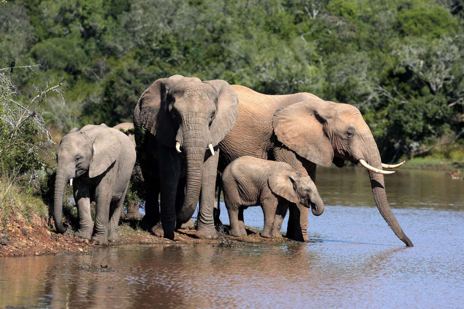 Eine Familie von Elefanten steht neben einem Fluss