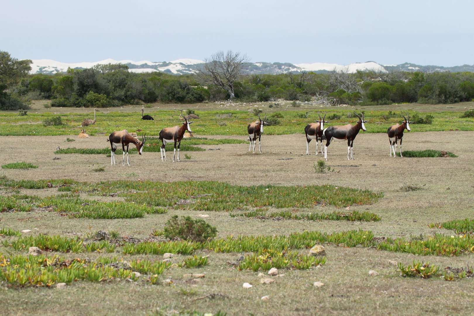 Eine Herde Antilopen steht in einem Feld