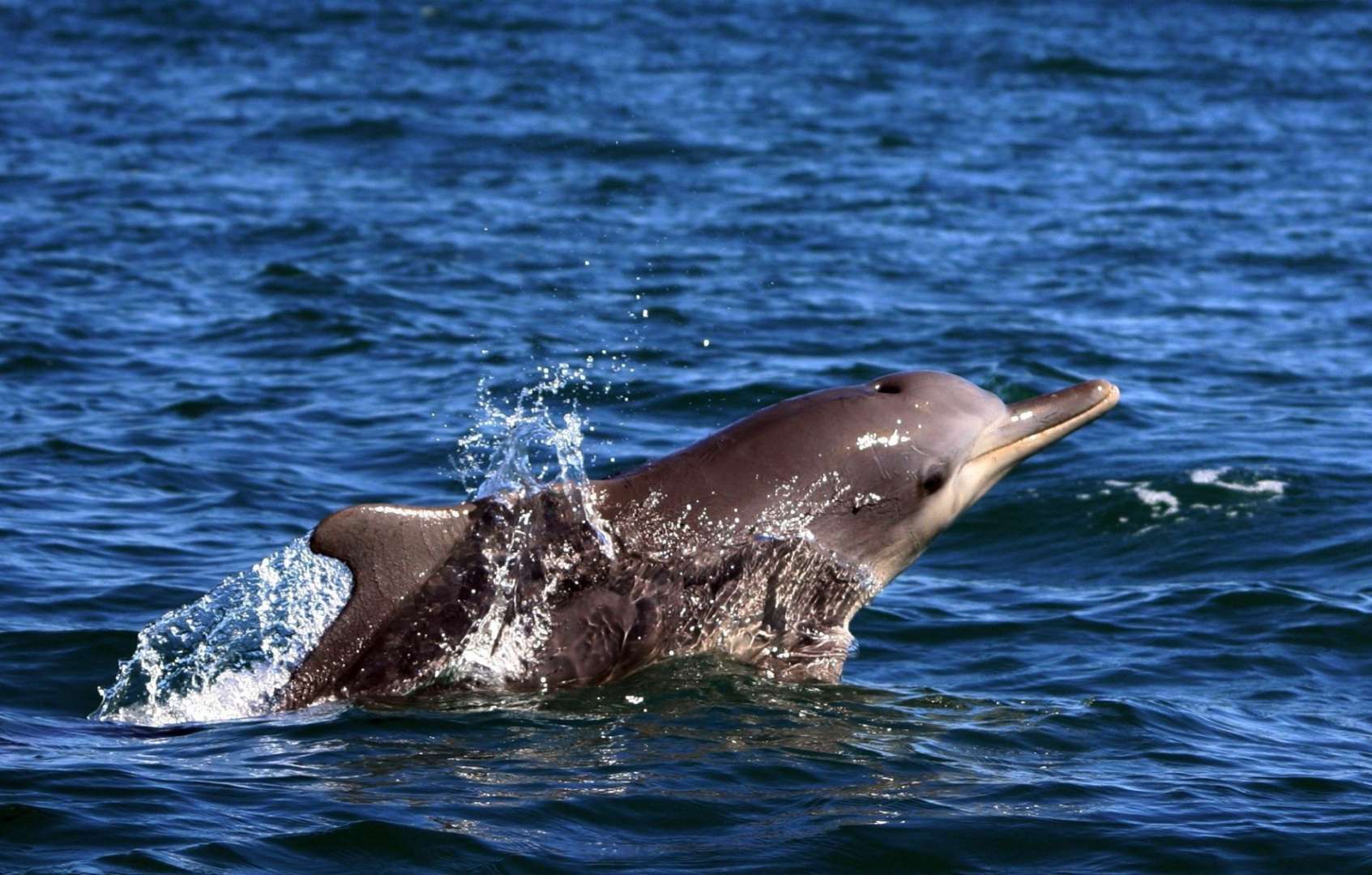 Ein brauner delfin springt aus dem wasser