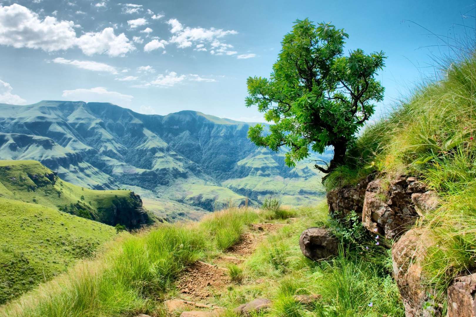 Ein Baum wächst auf einem felsigen Hügel mit Blick auf die Berge