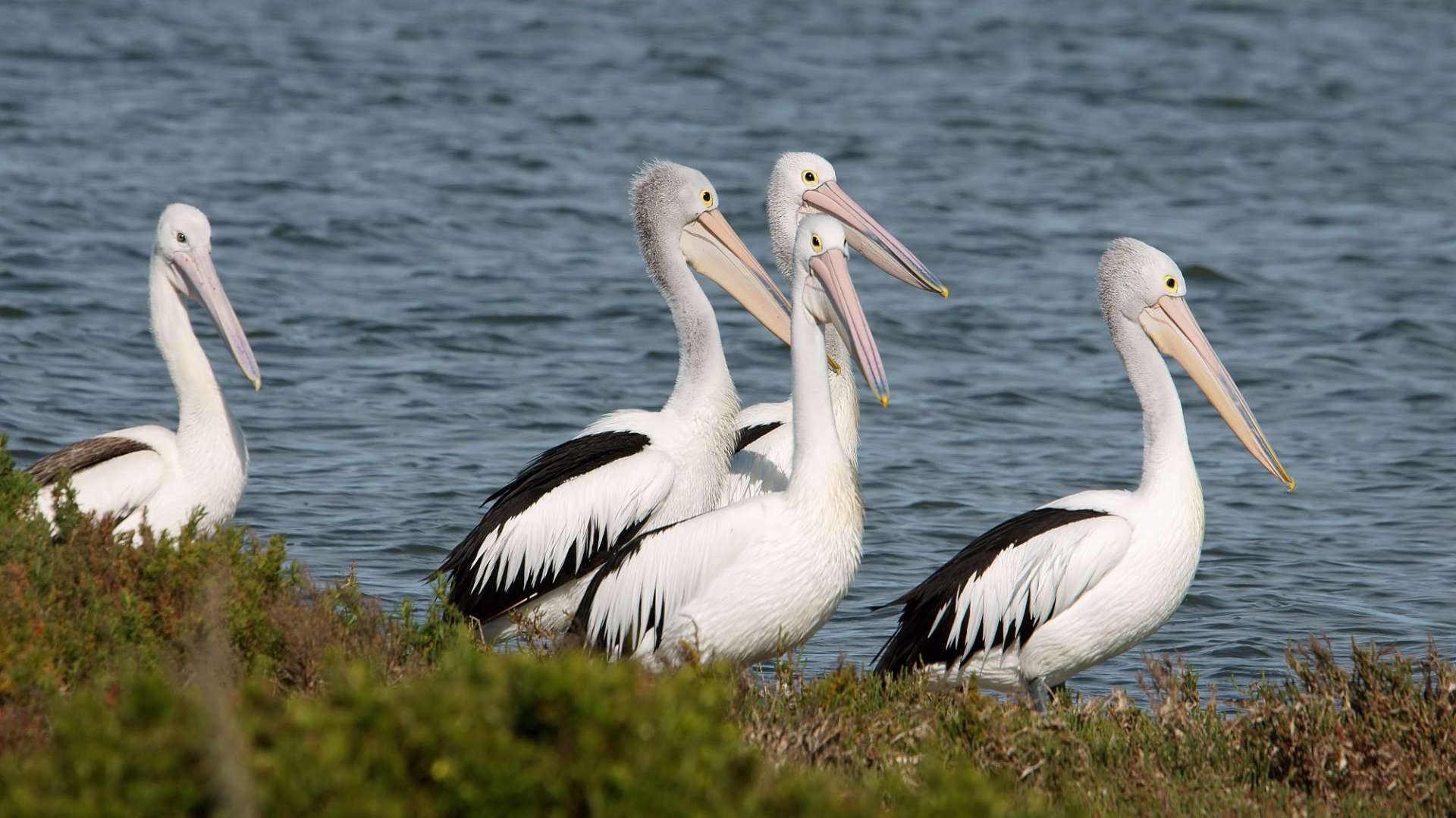 Eine Gruppe von Pelikanen steht neben einem See