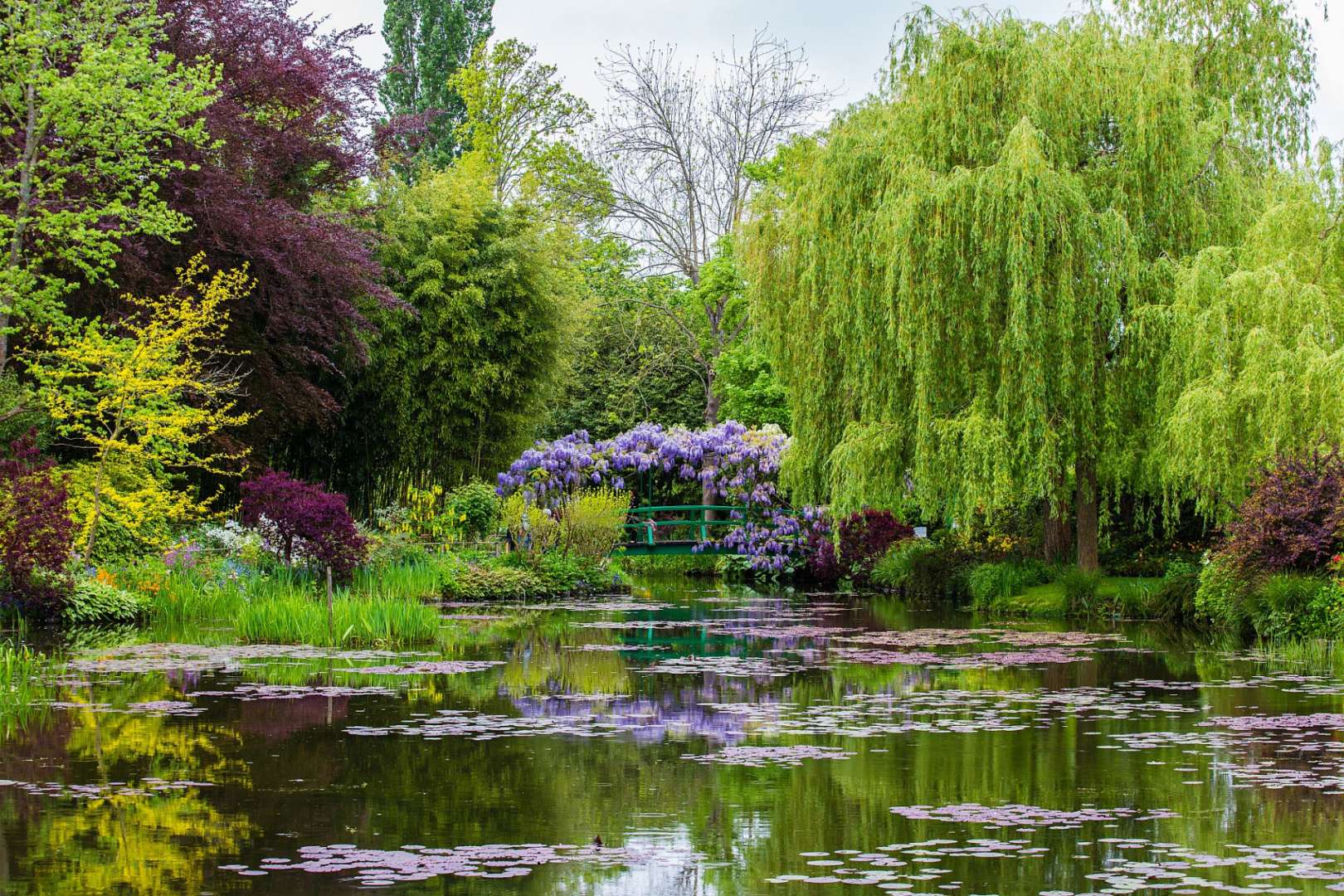 Ein Teich mit Seerosen und Bäumen im Hintergrund